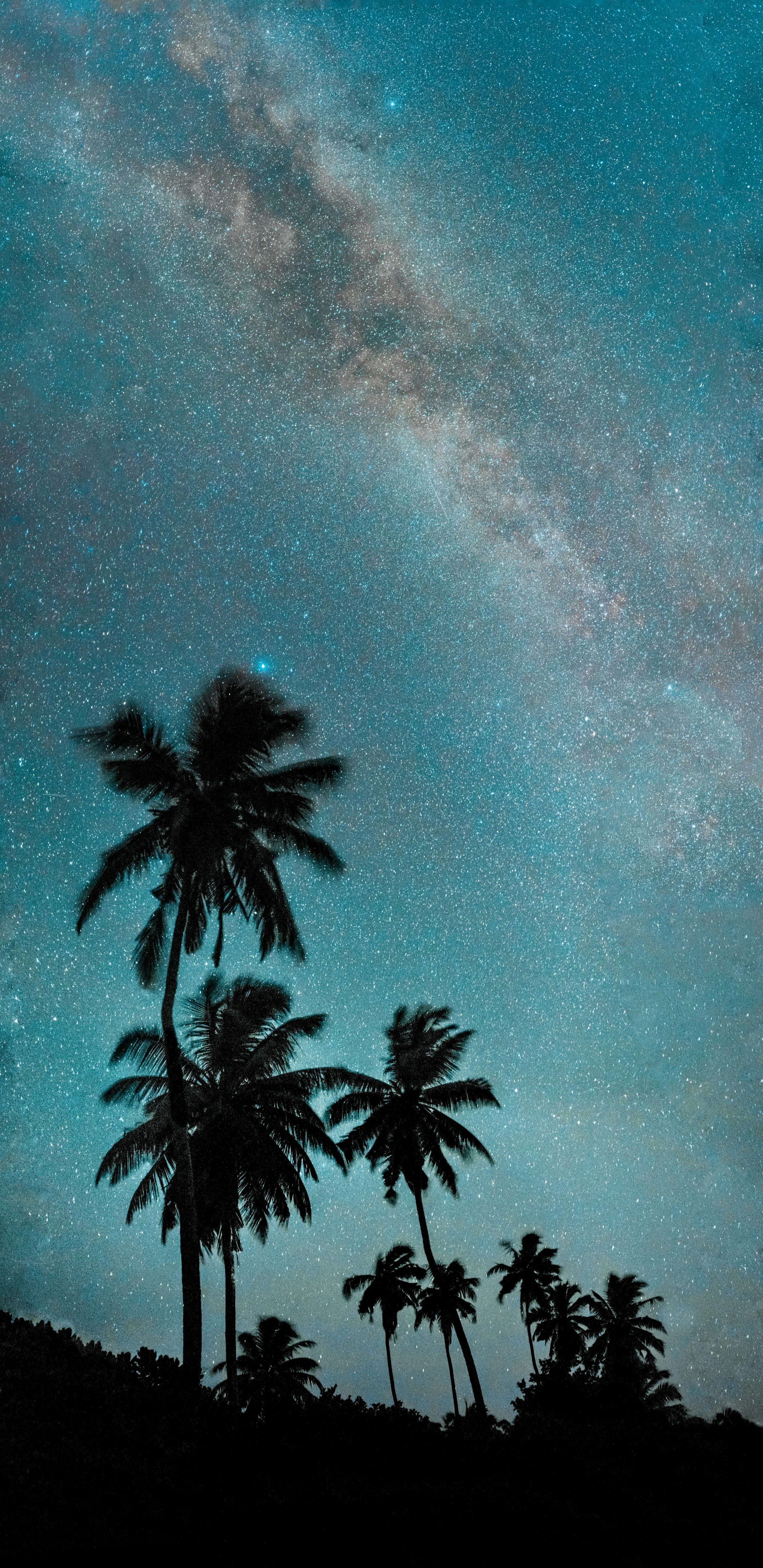 Palm Trees Under Starry Sky