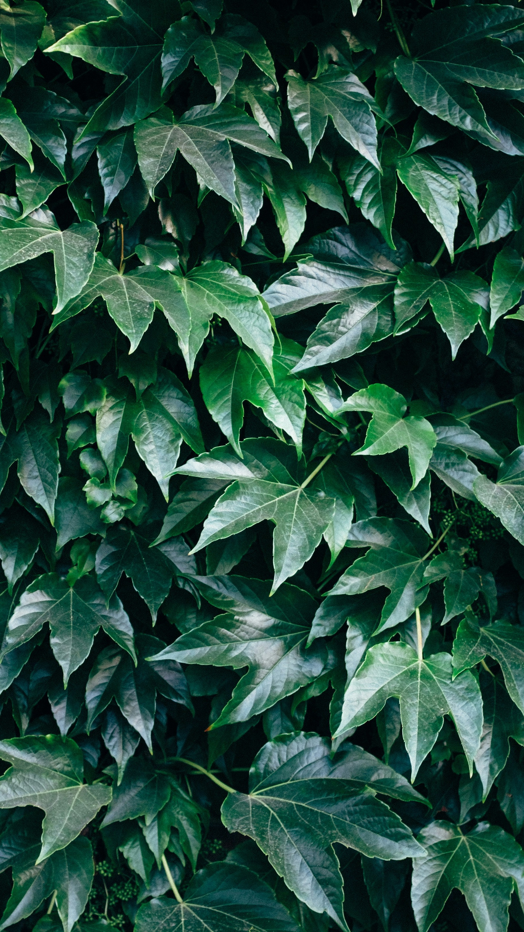 Wallpapers