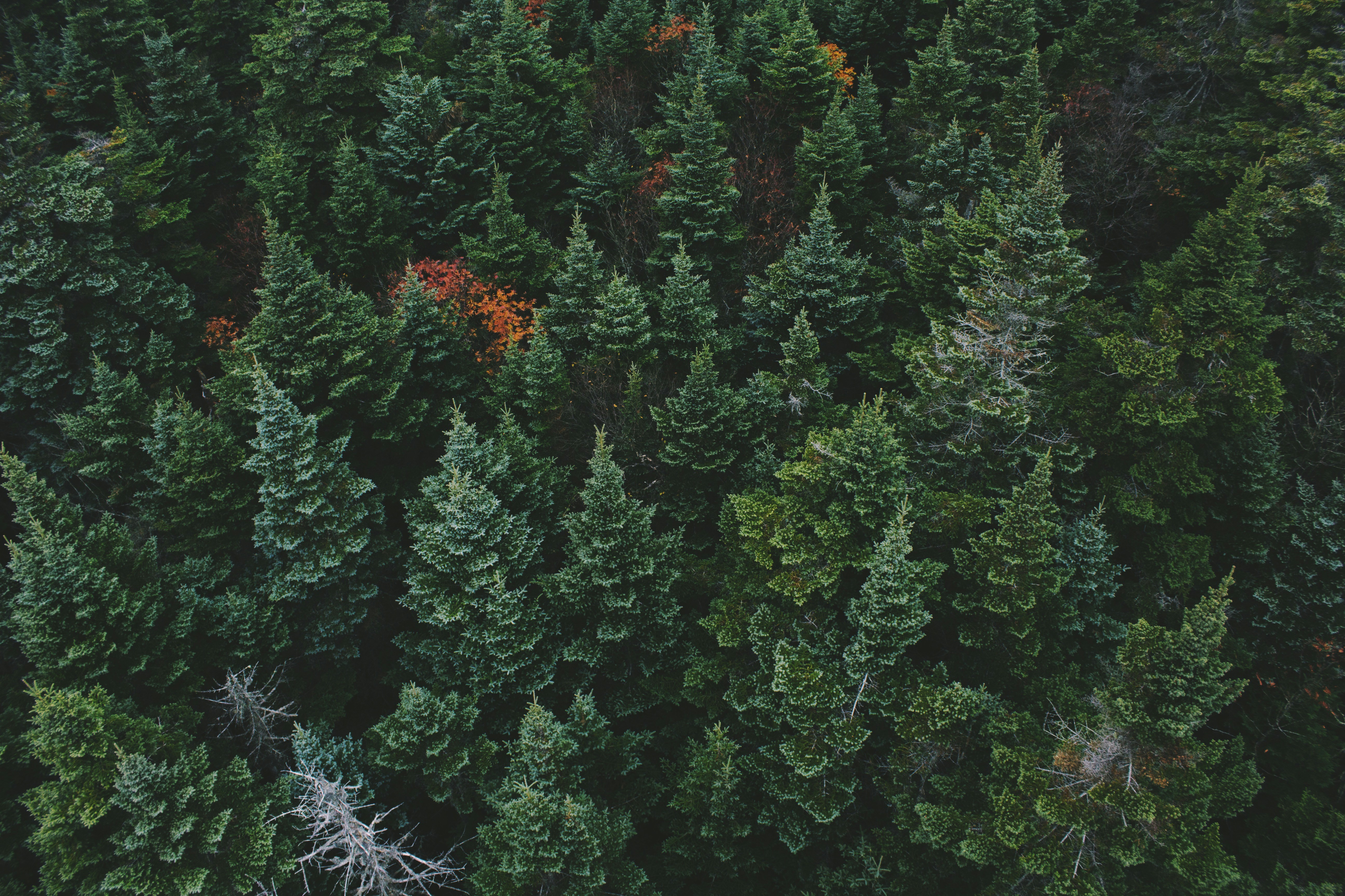 Aerial View of Coniferous Forest