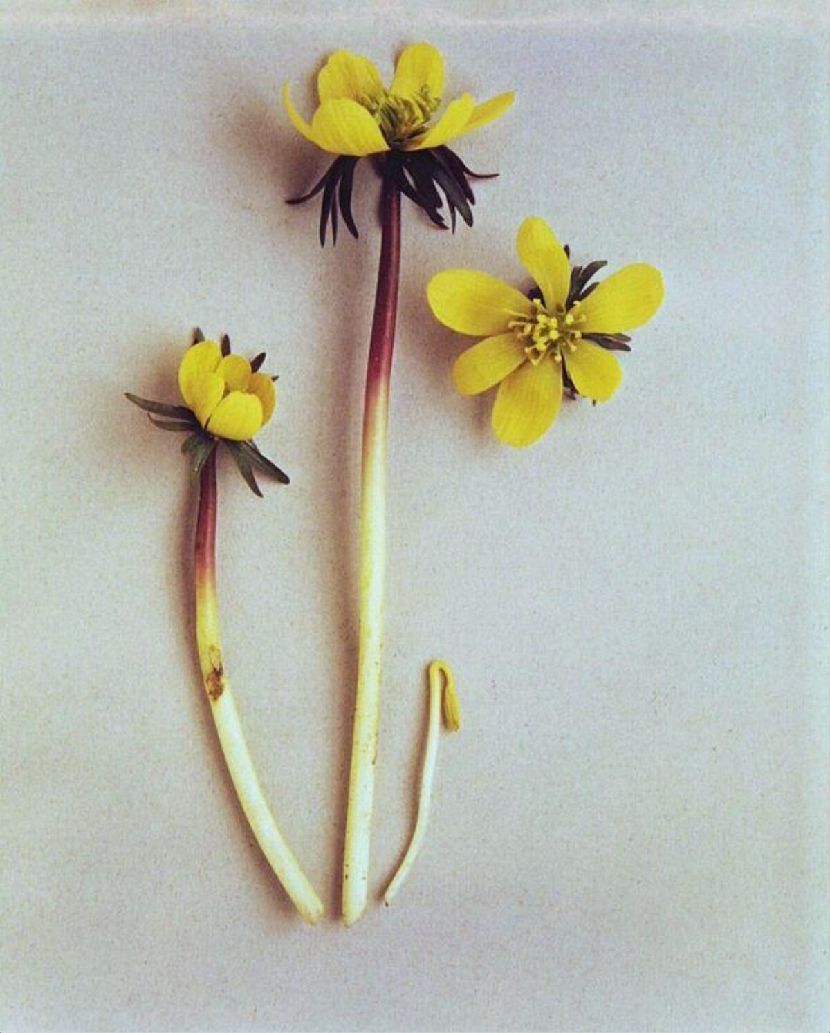 Picked Yellow Wildflower Specimens