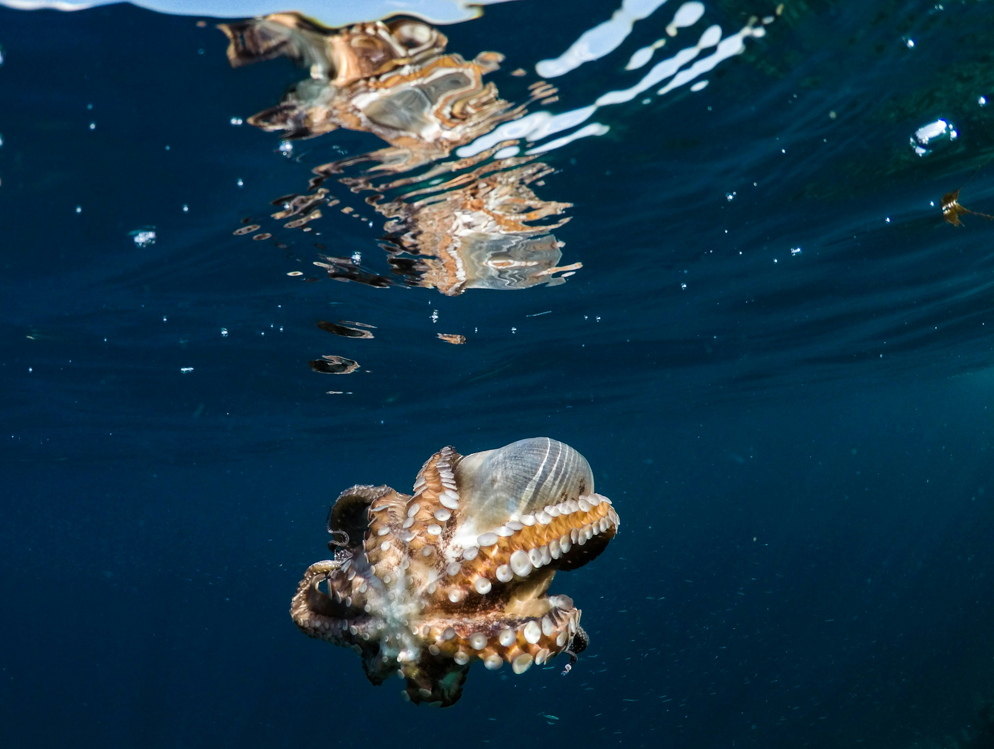 Octopus Underwater Near Water Surface