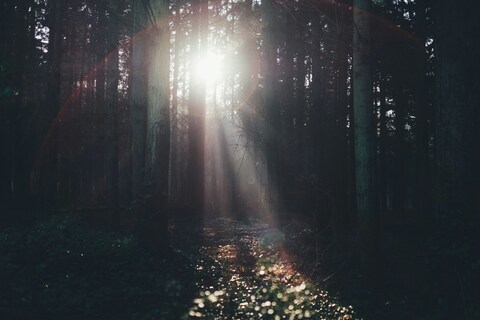 Sunlight Through Dense Forest