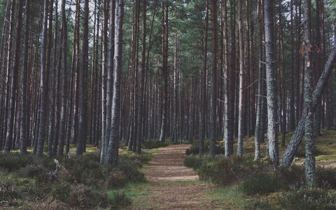 Dirt Path Through Pine Forest