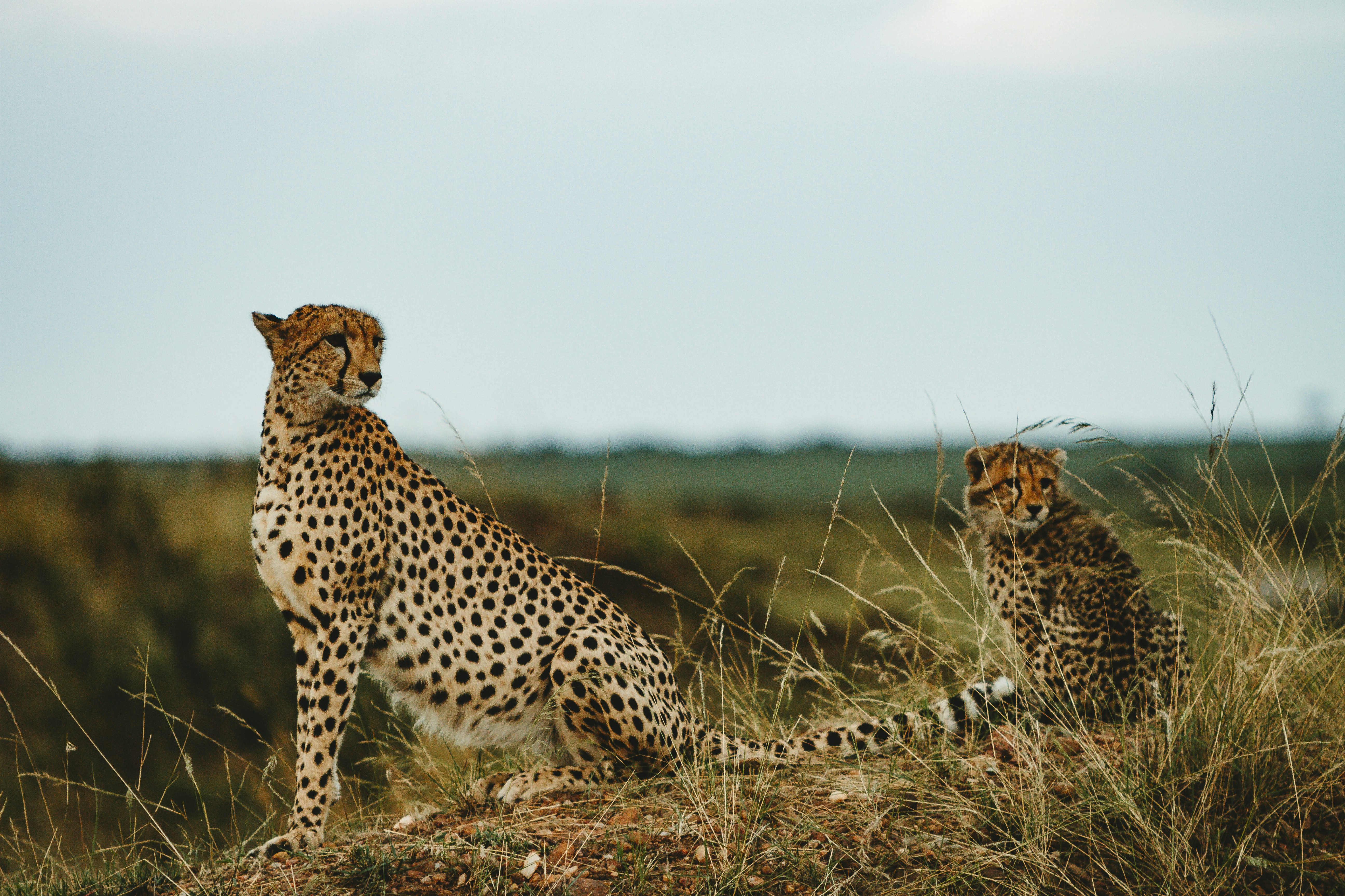 Two Cheetahs Resting on African Savanna