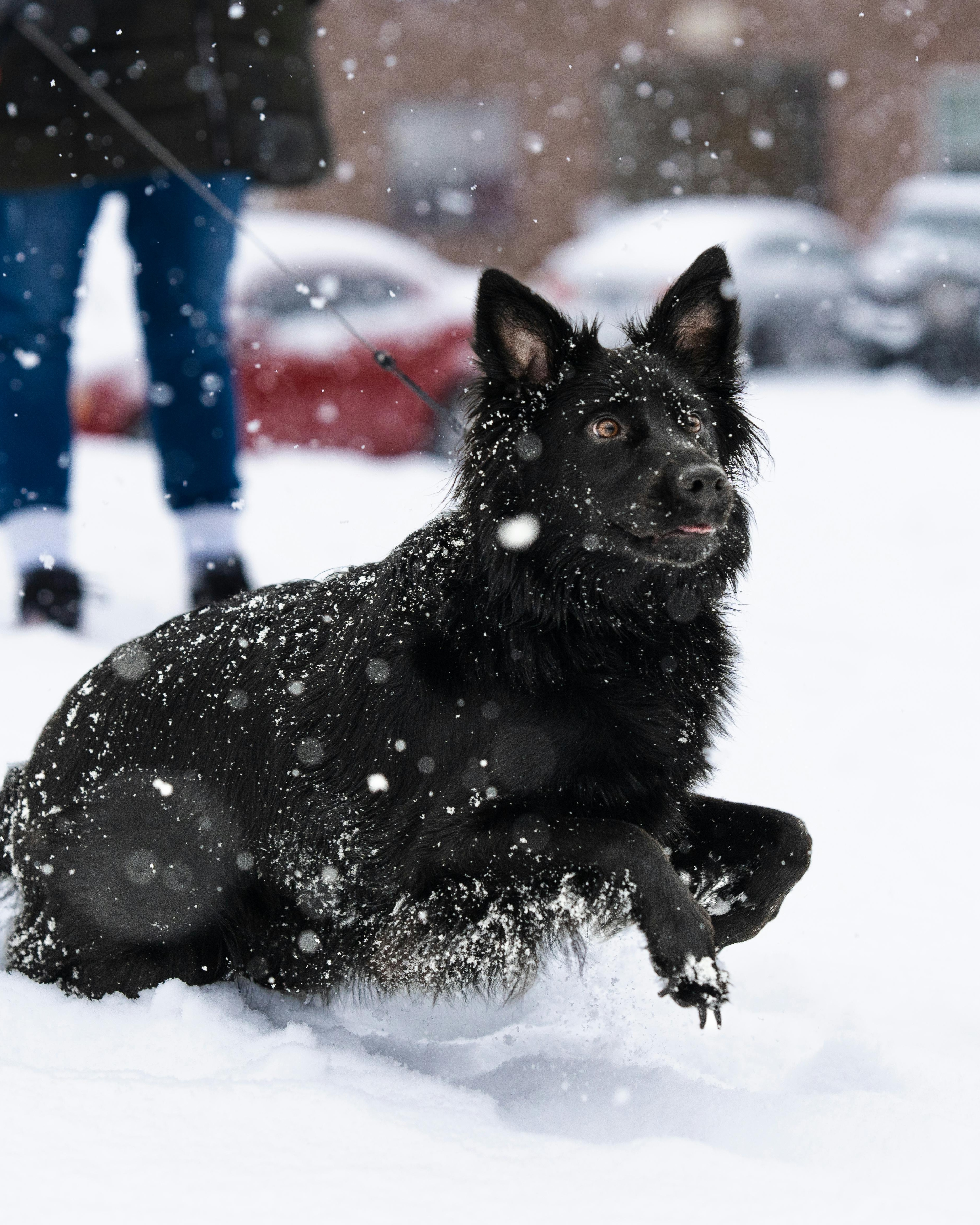 Black Shepherd Playing in Snow