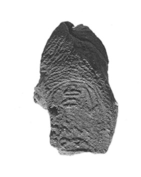 Fossilized Plant Bark Impression
