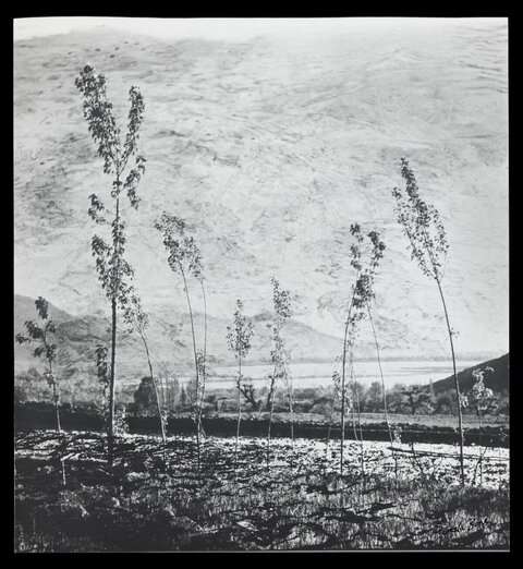 Black and White Valley Landscape with Saplings