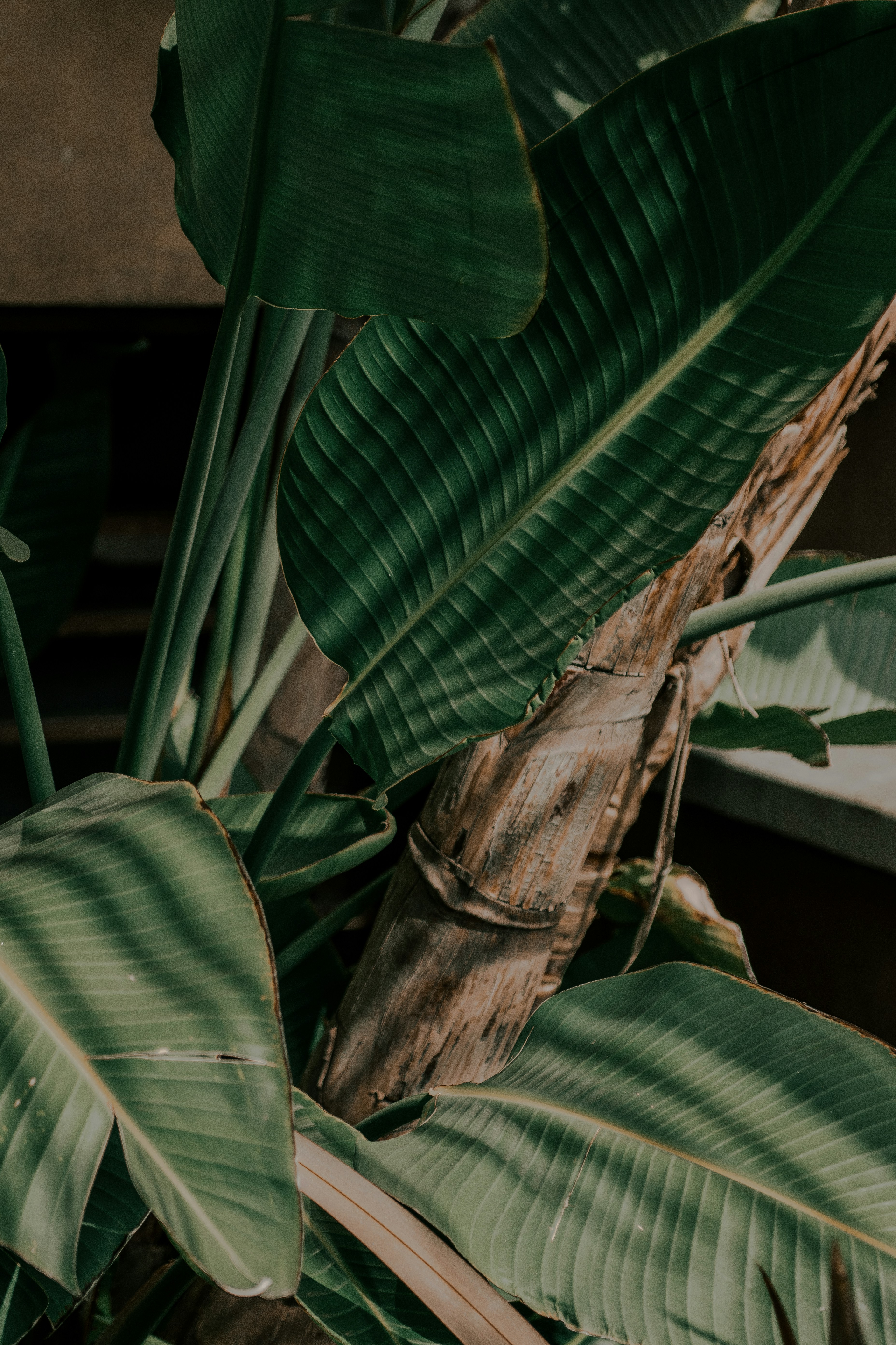 Close Up of Banana Plant Leaves