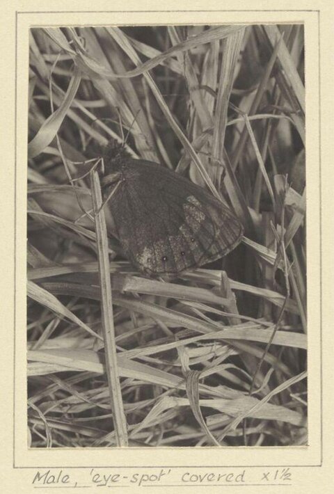 Male Butterfly with Covered Eye-spot