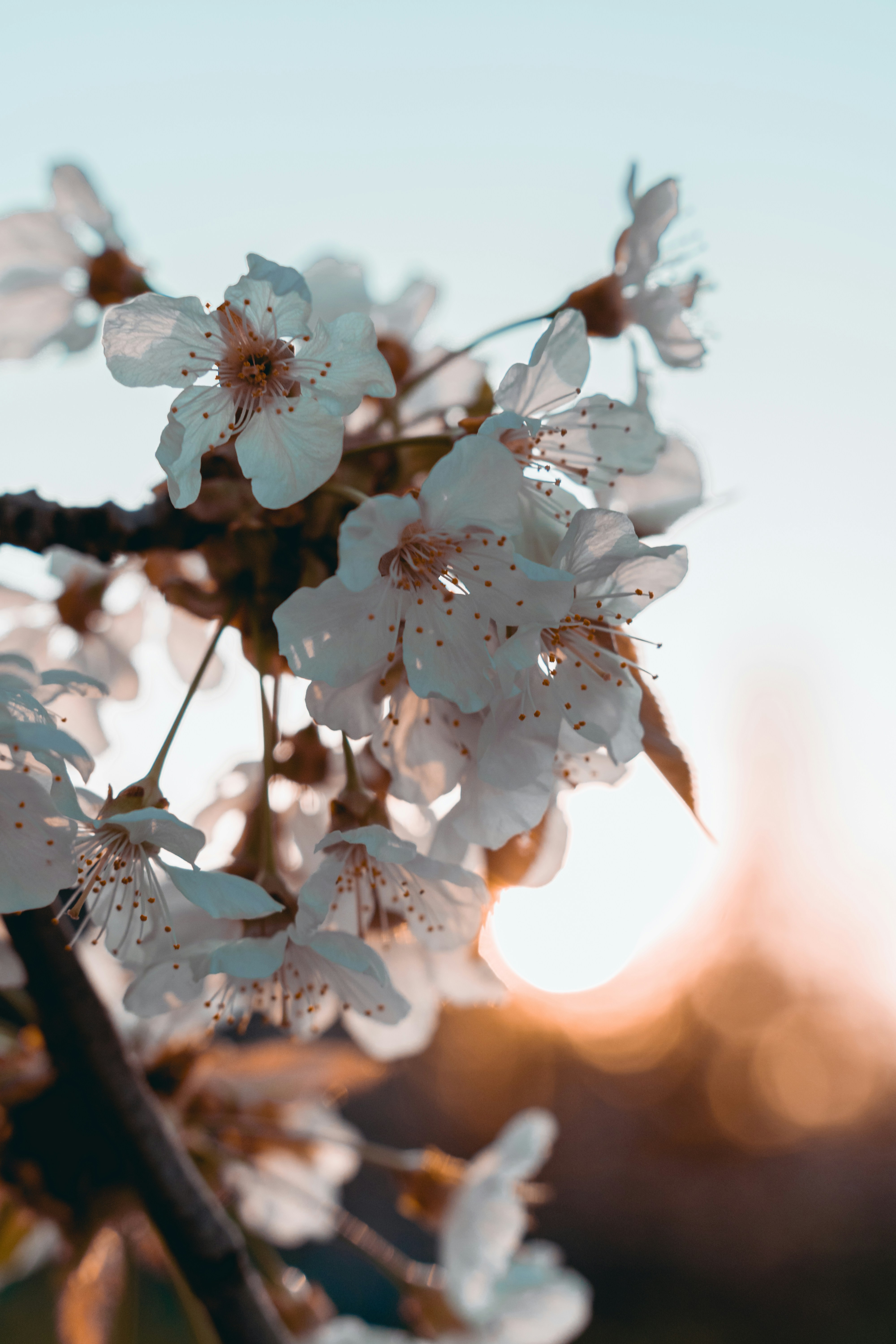 Cherry Blossoms at Sunset