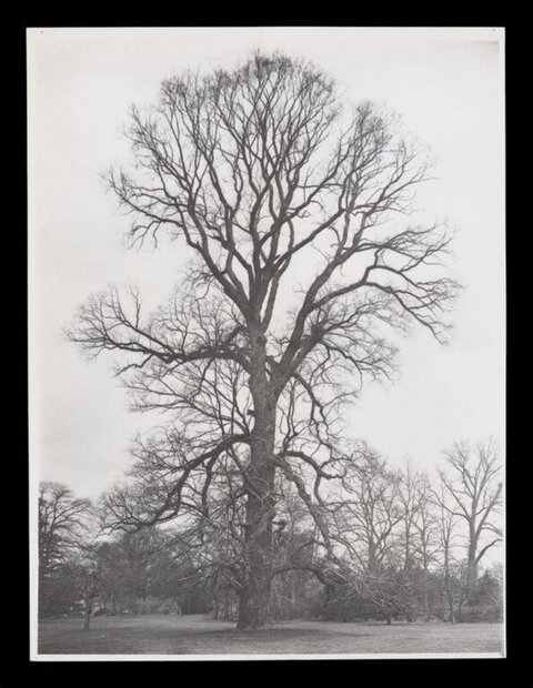 Large Leafless Tree in Open Park