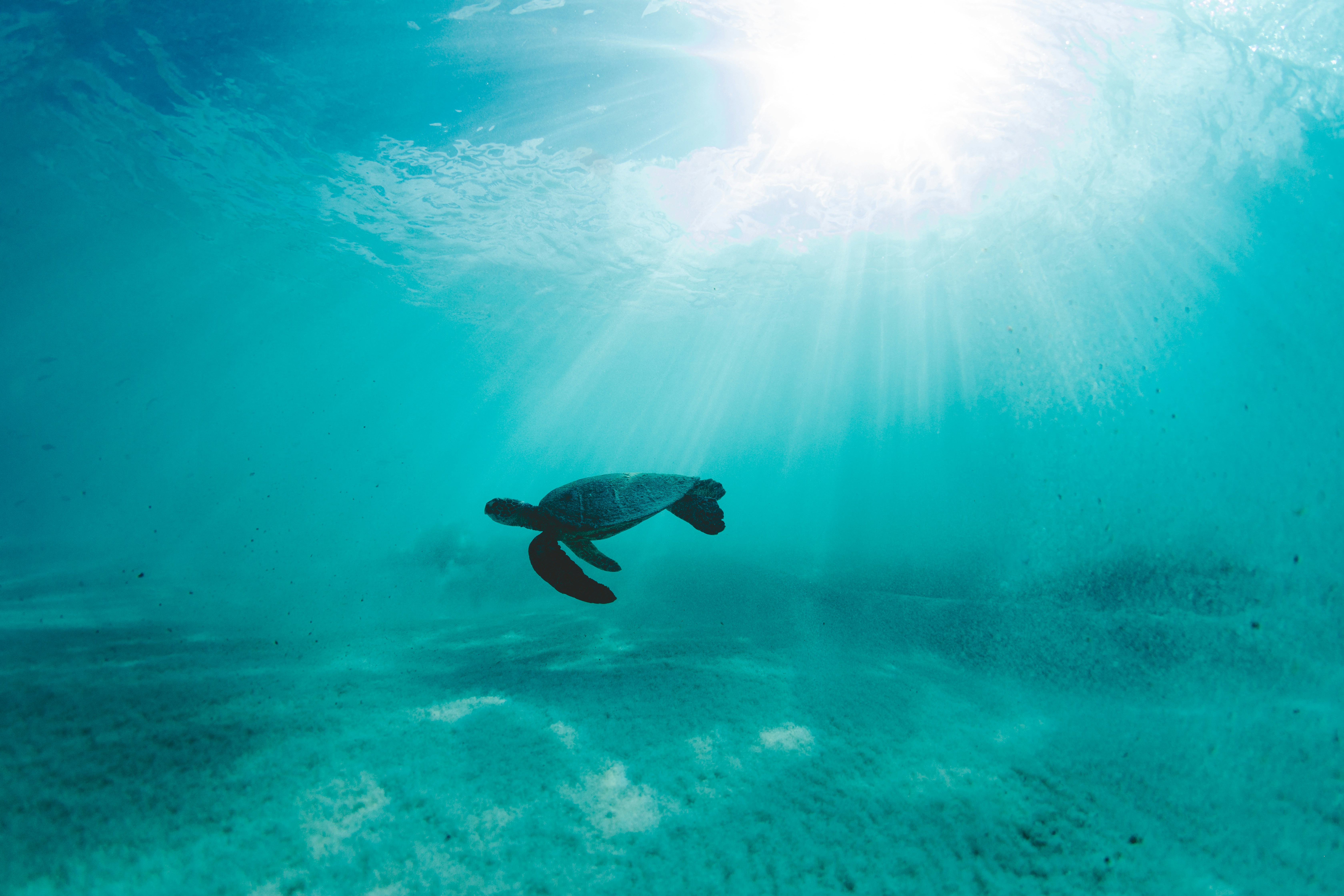 Sea Turtle Swimming Underwater