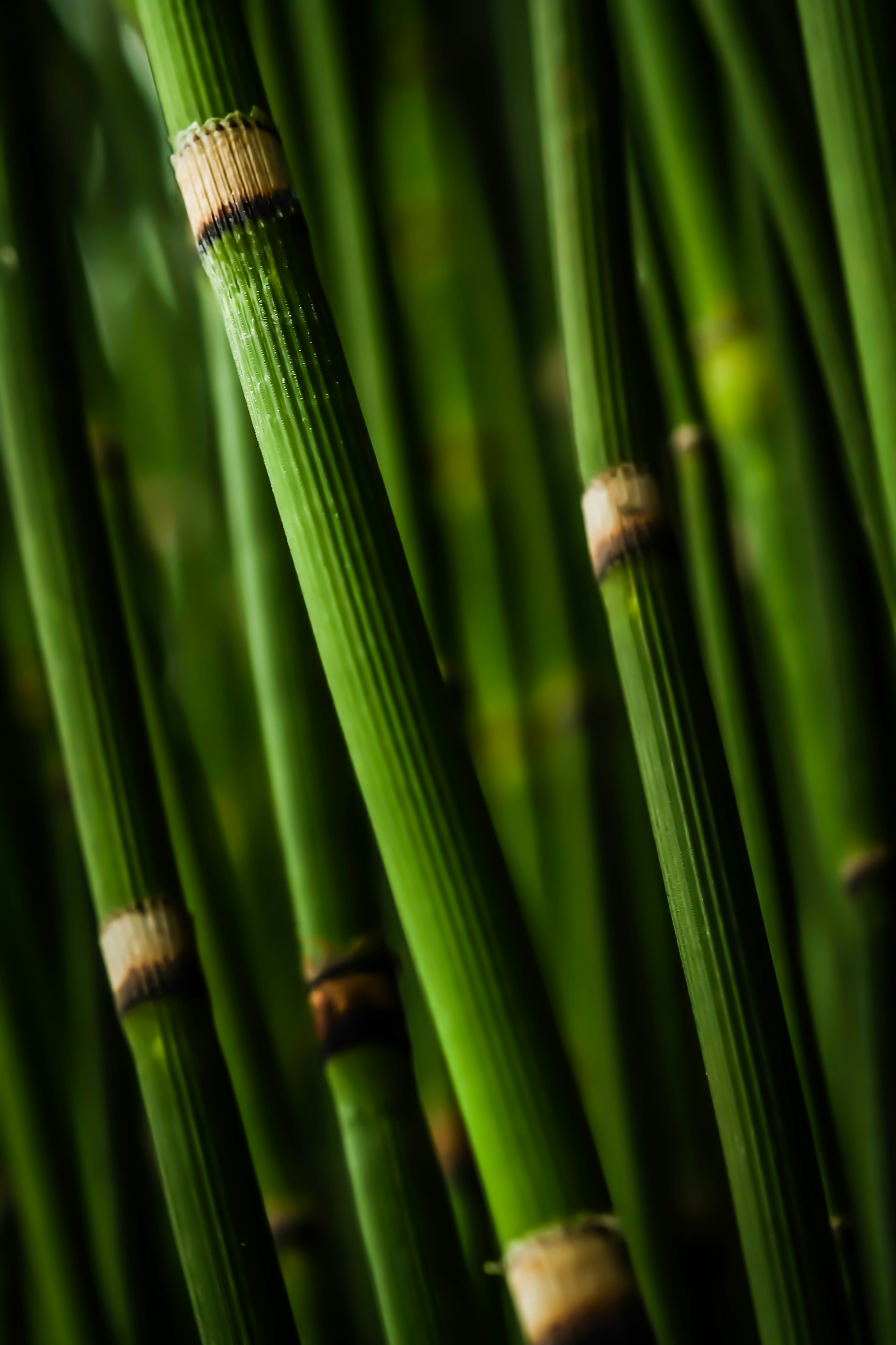 Close-up of Horsetail Stems