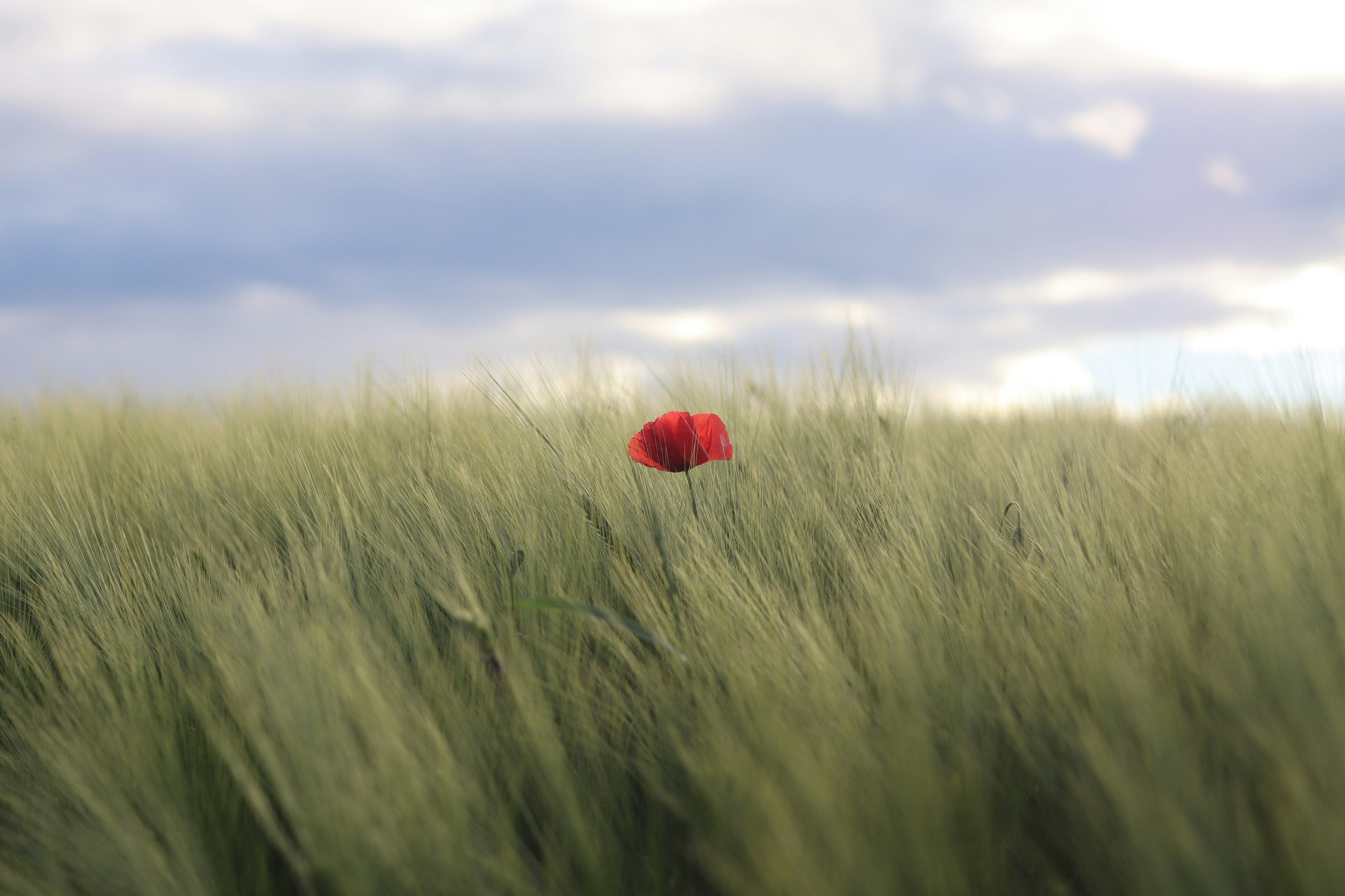 Single Red Poppy in Green Grain Field