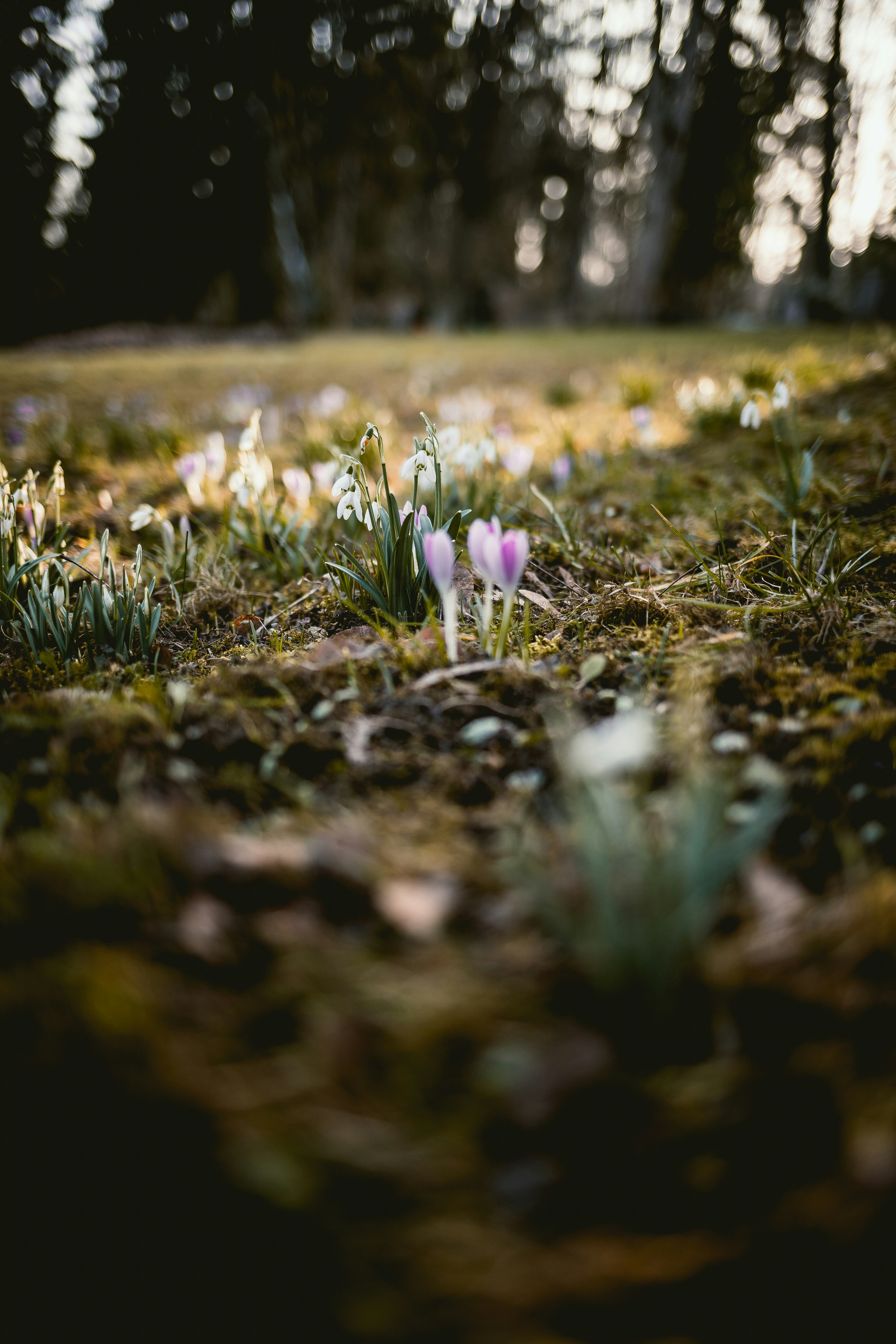 Spring Flowers on Forest Floor