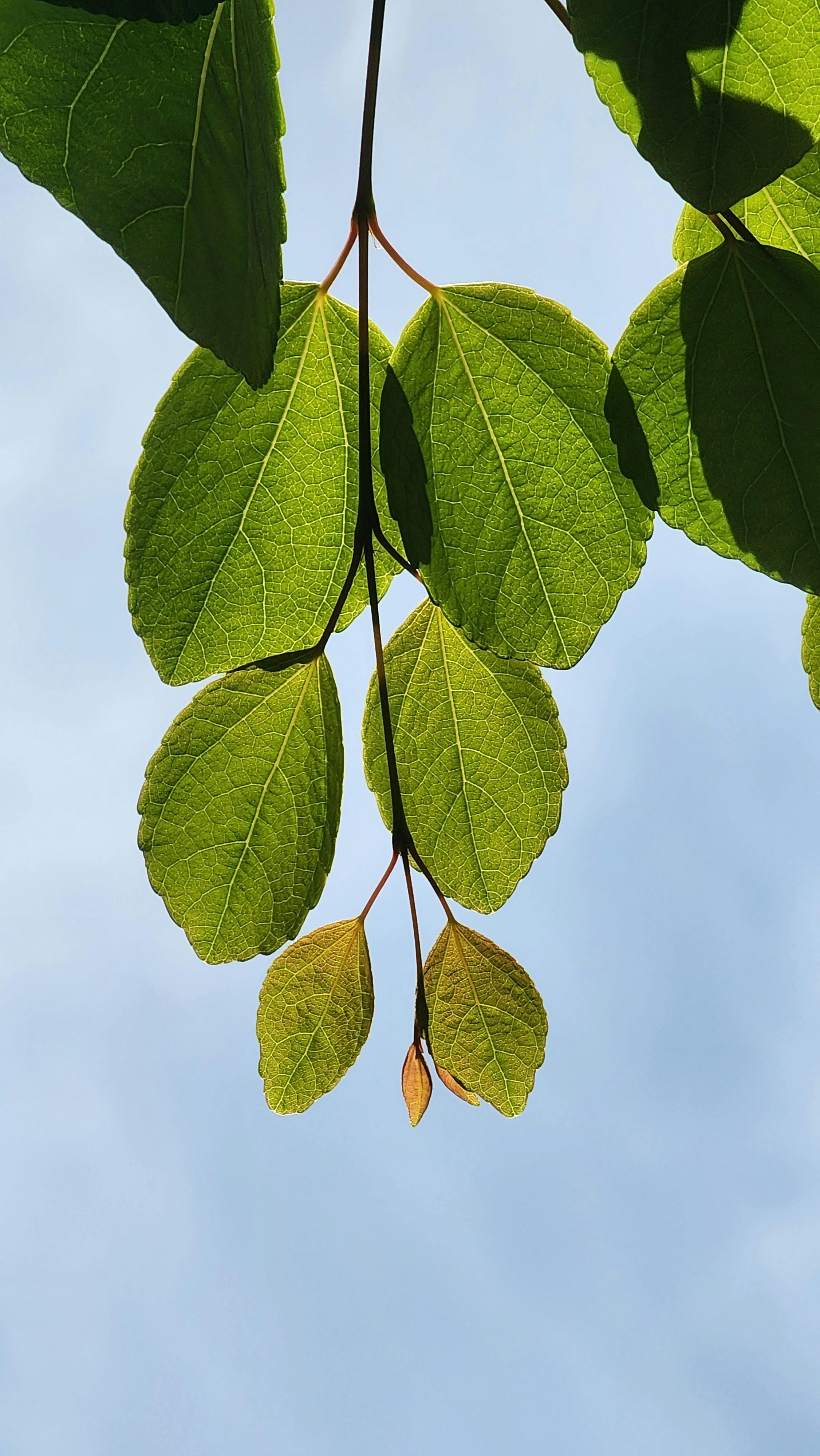 Backlit Leaves Against Blue Sky