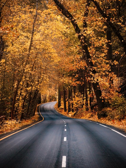 Winding Autumn Forest Road