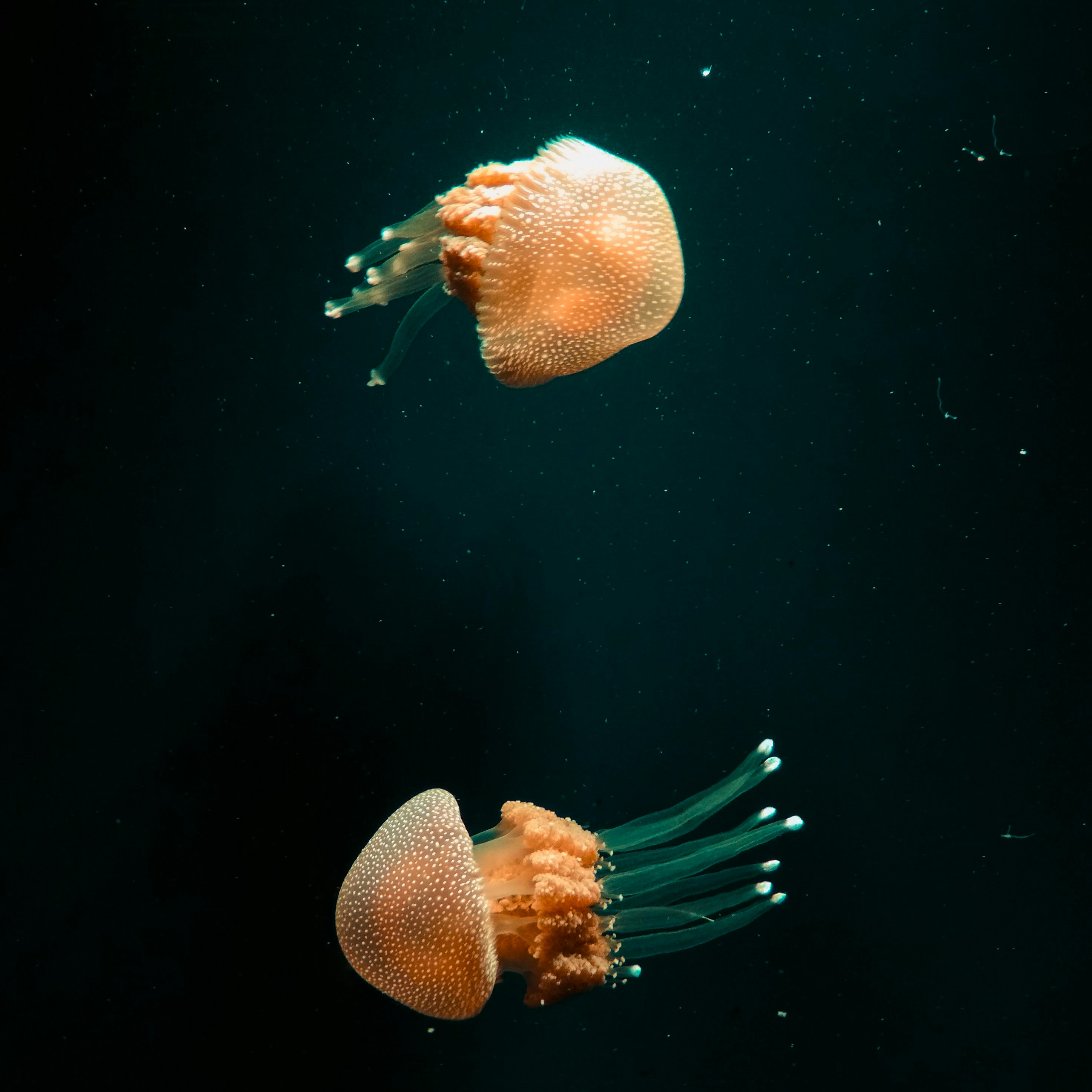 Two Spotted Jellyfish Underwater