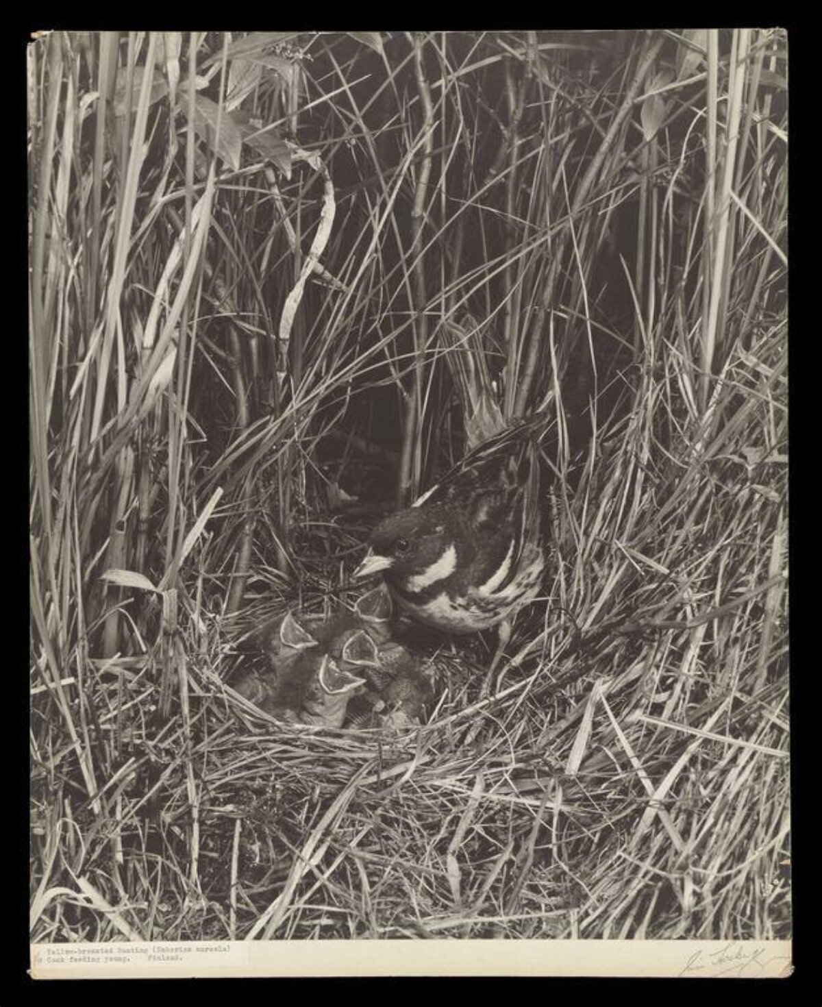 Yellow-breasted Bunting Feeding Young at Nest