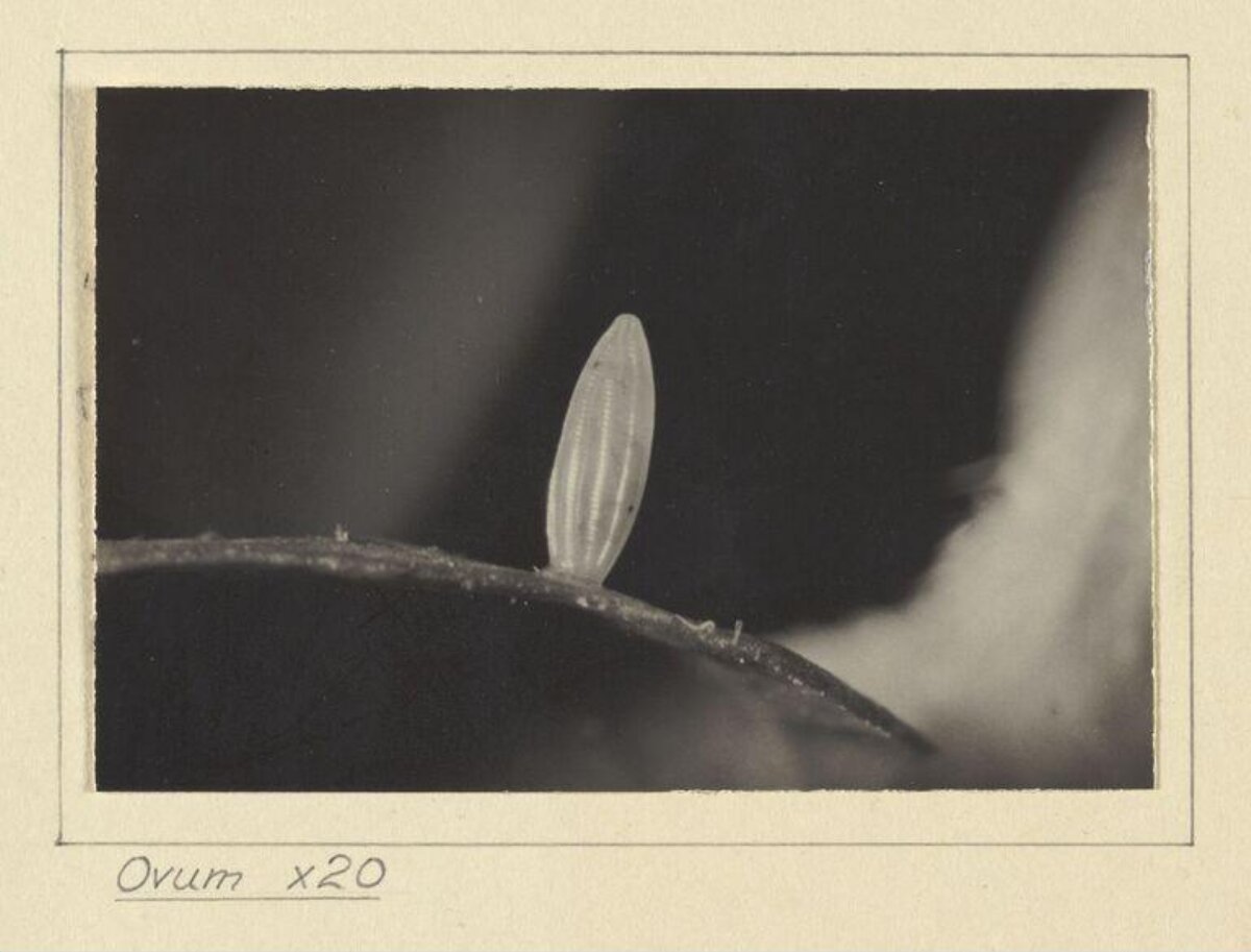 Magnified Insect Egg on Plant Stem