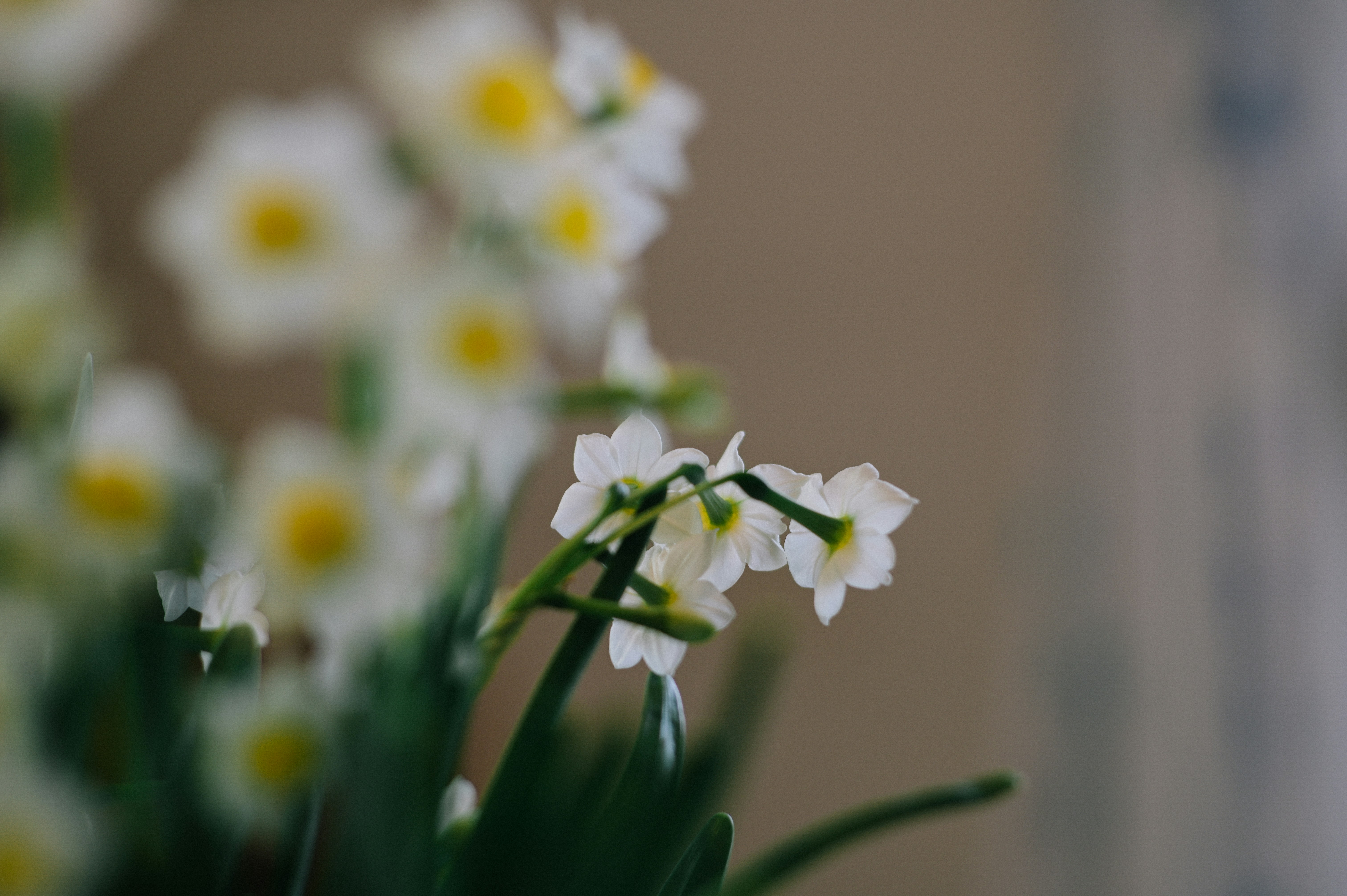 Blooming Indoor Narcissus