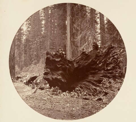 Fallen Giant Redwood Stump in Forest