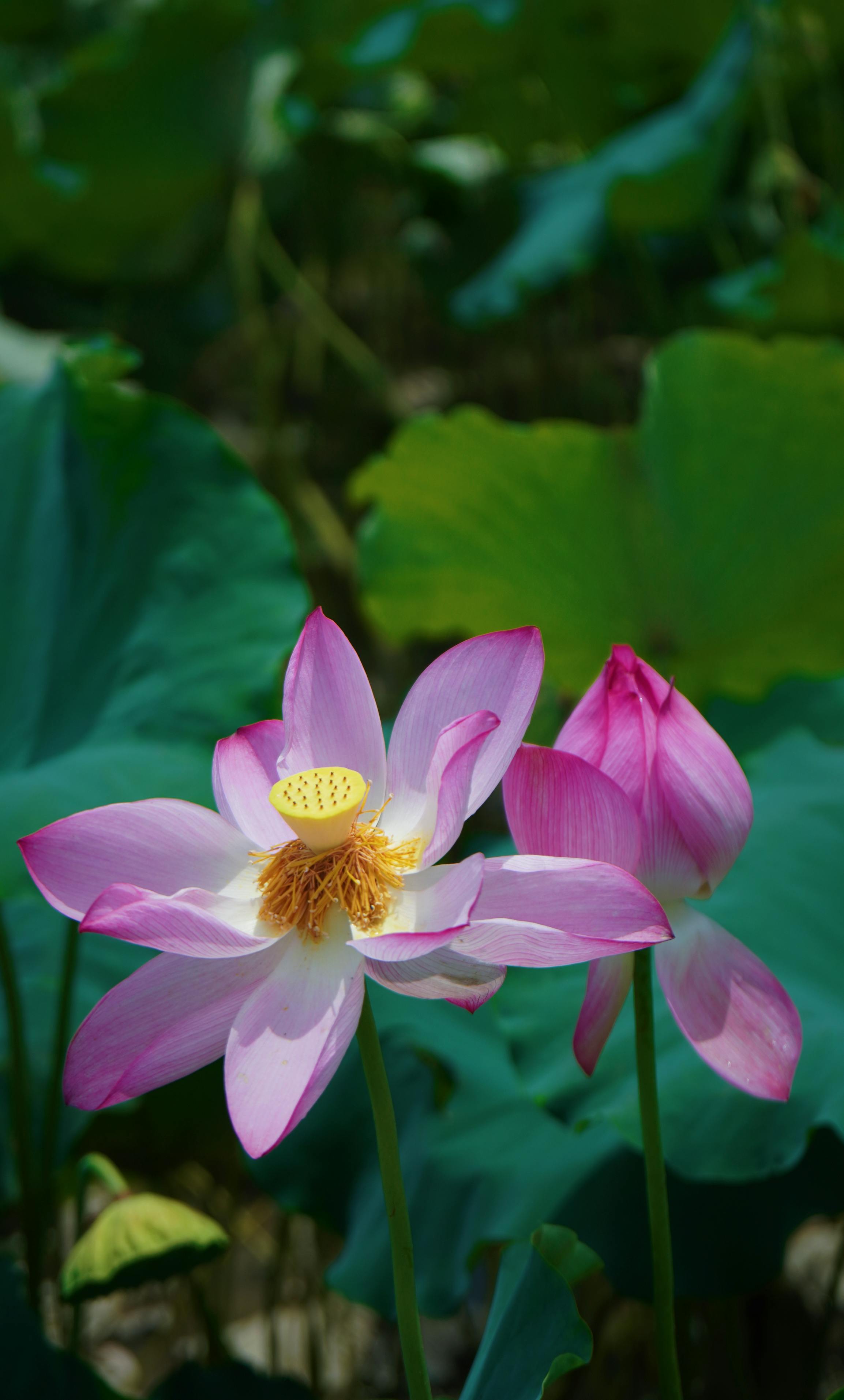 Two Pink Lotus Flowers