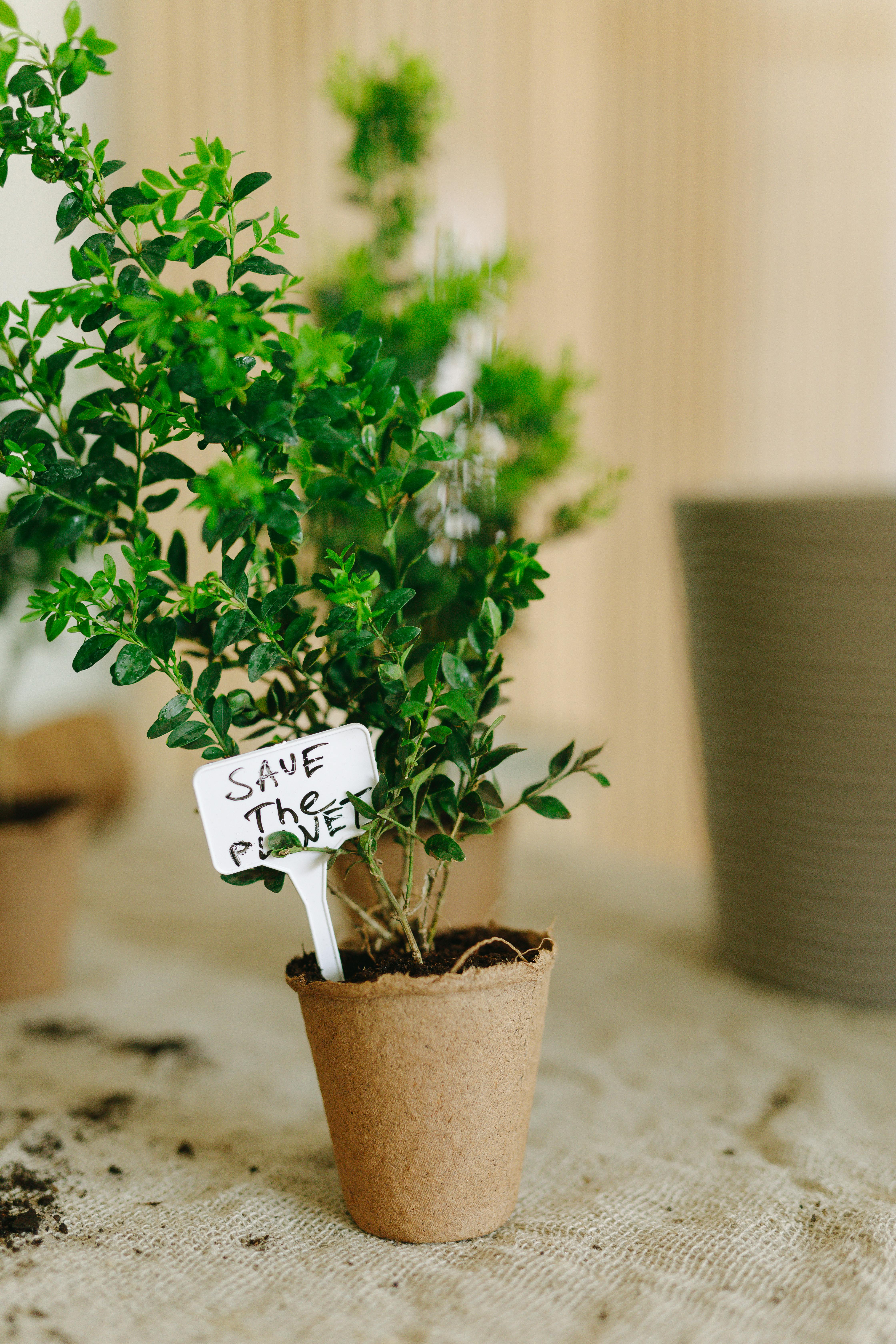 Potted Plant With Save The Planet Sign