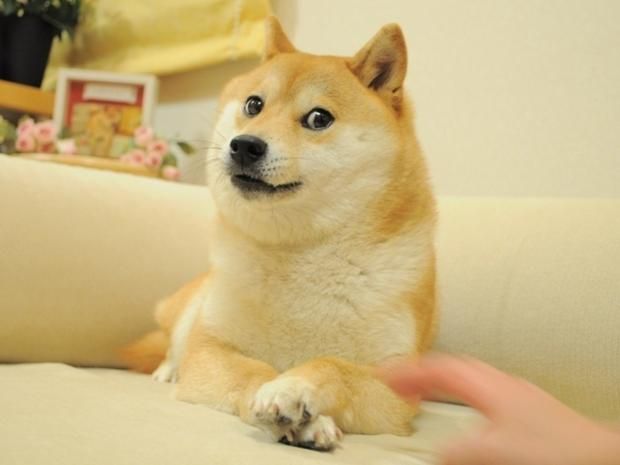 Surprised Shiba Inu on Couch