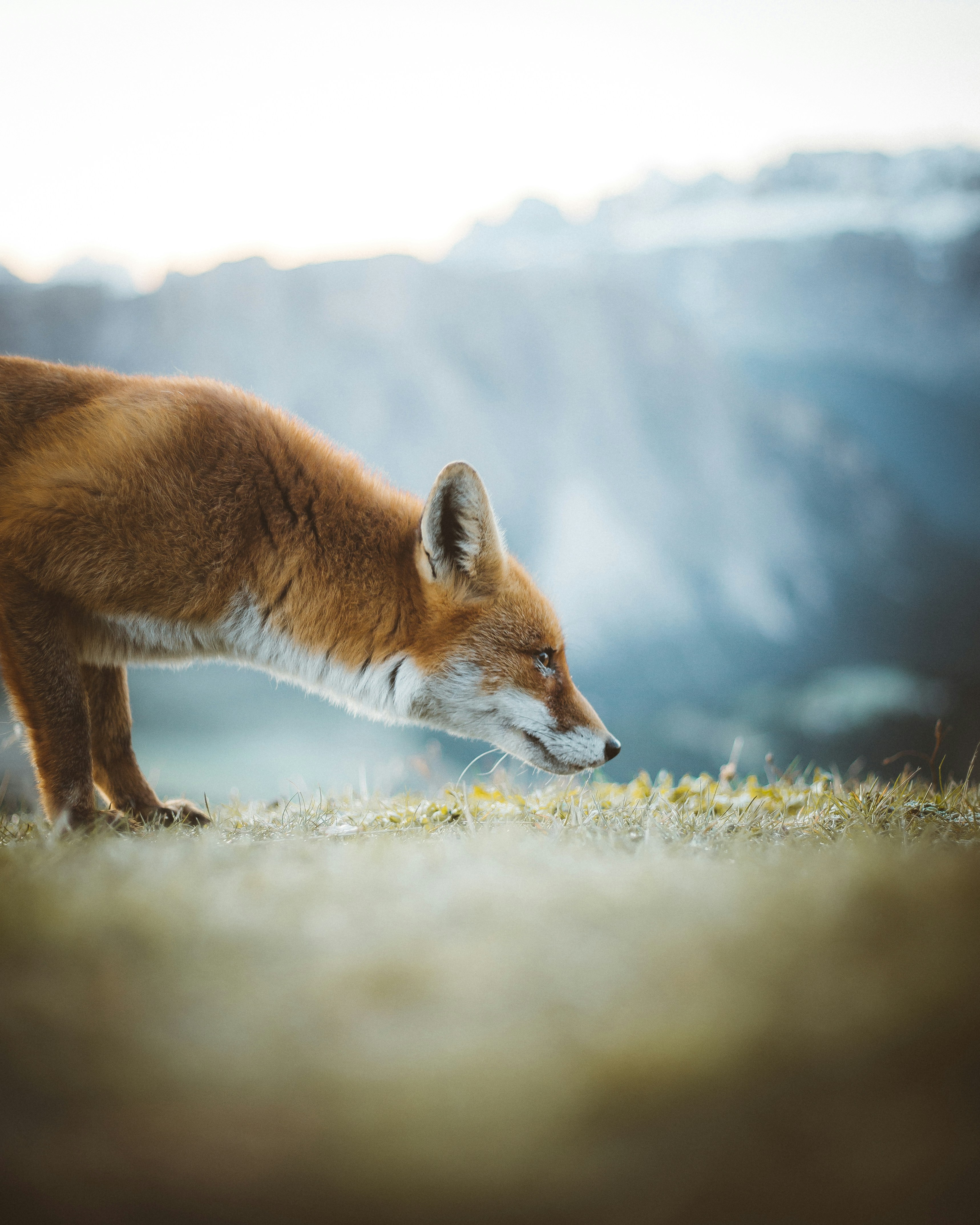 Red Fox on Mountain Grassland