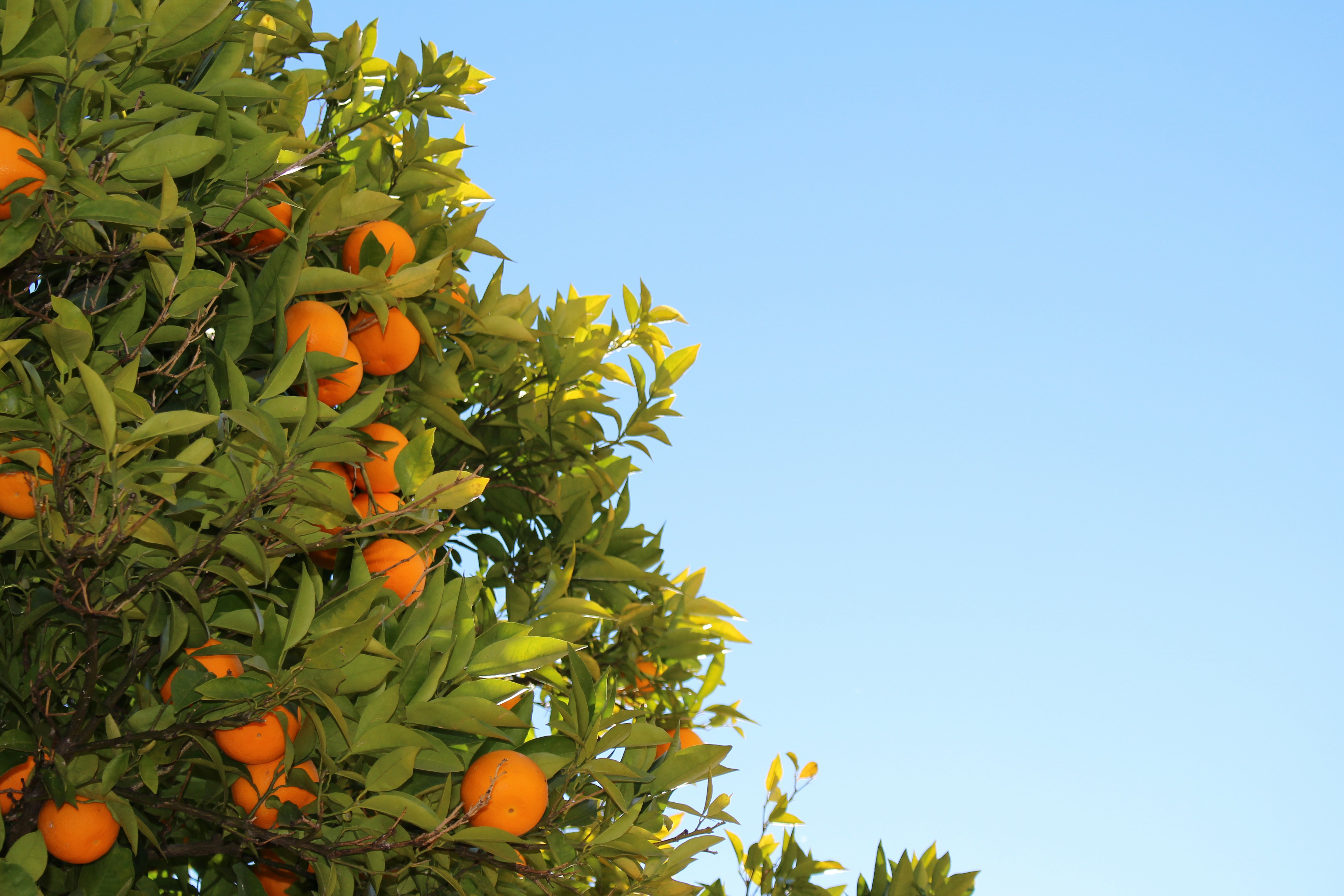 Orange Tree Under Clear Blue Sky