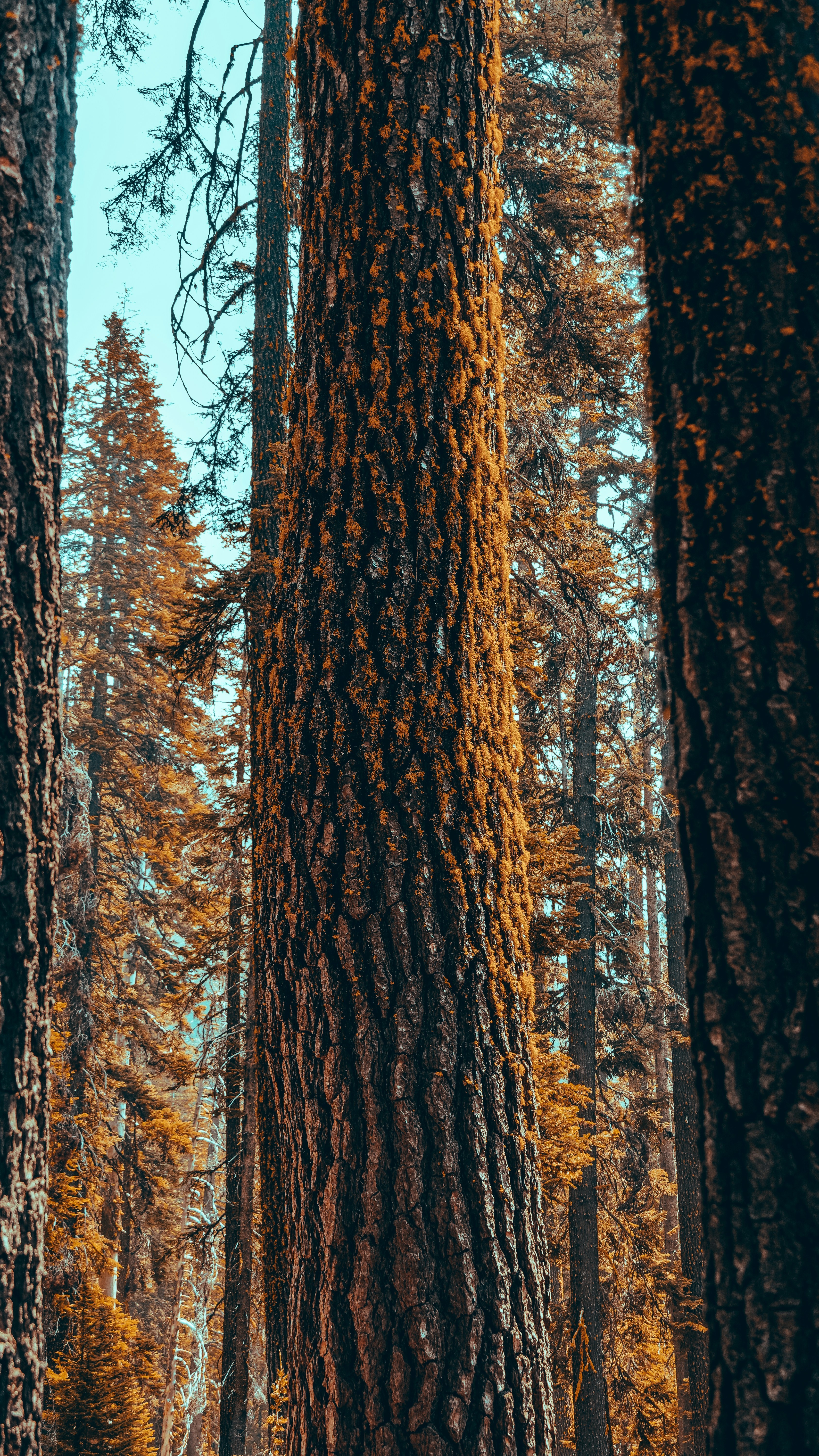 Wallpapers