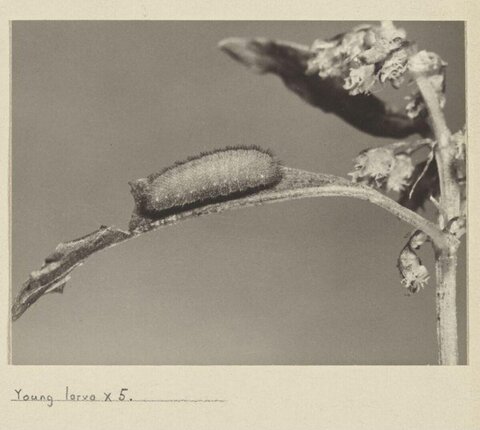 5x Magnified Young Larva on Stem