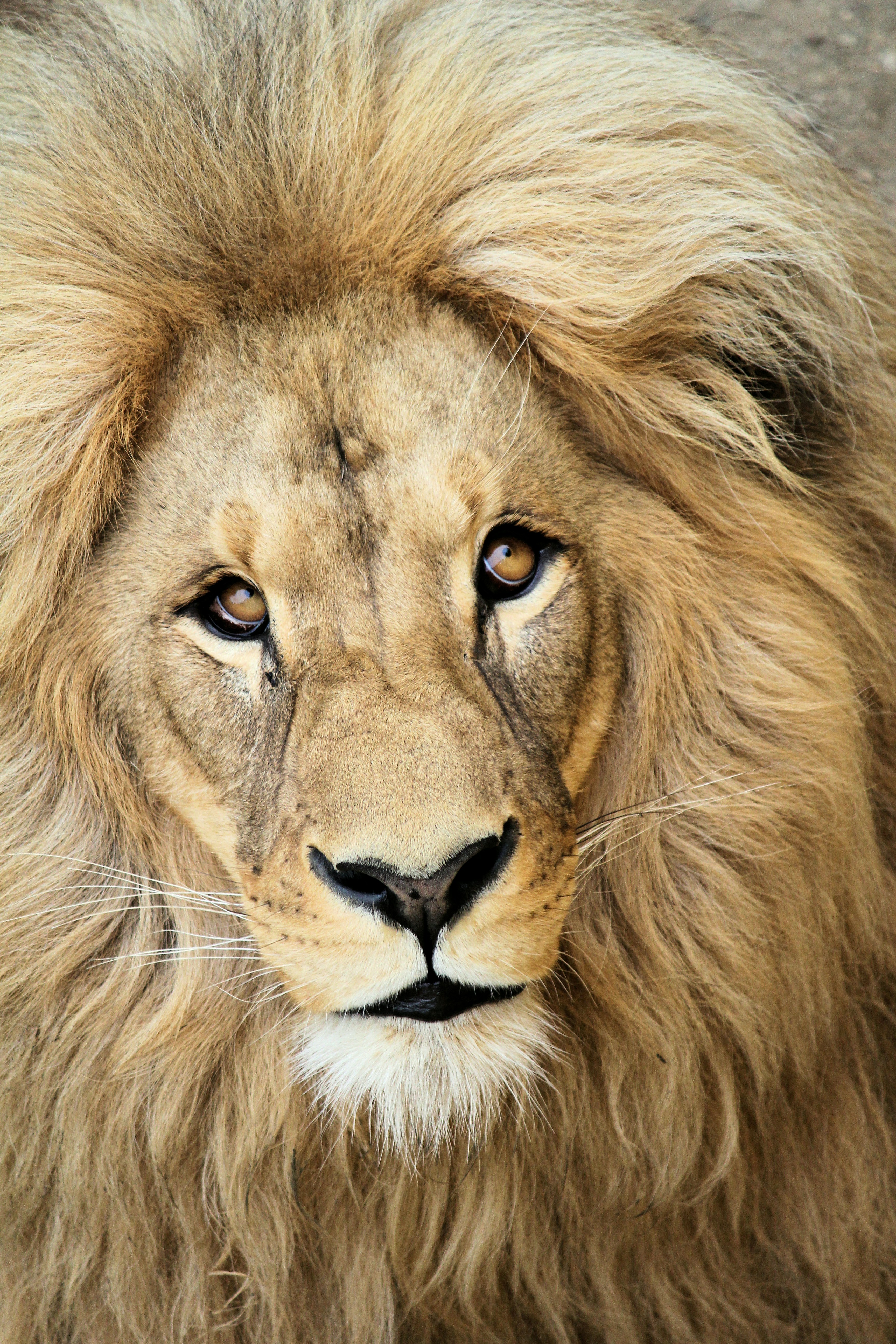 Close-up of Male Lion