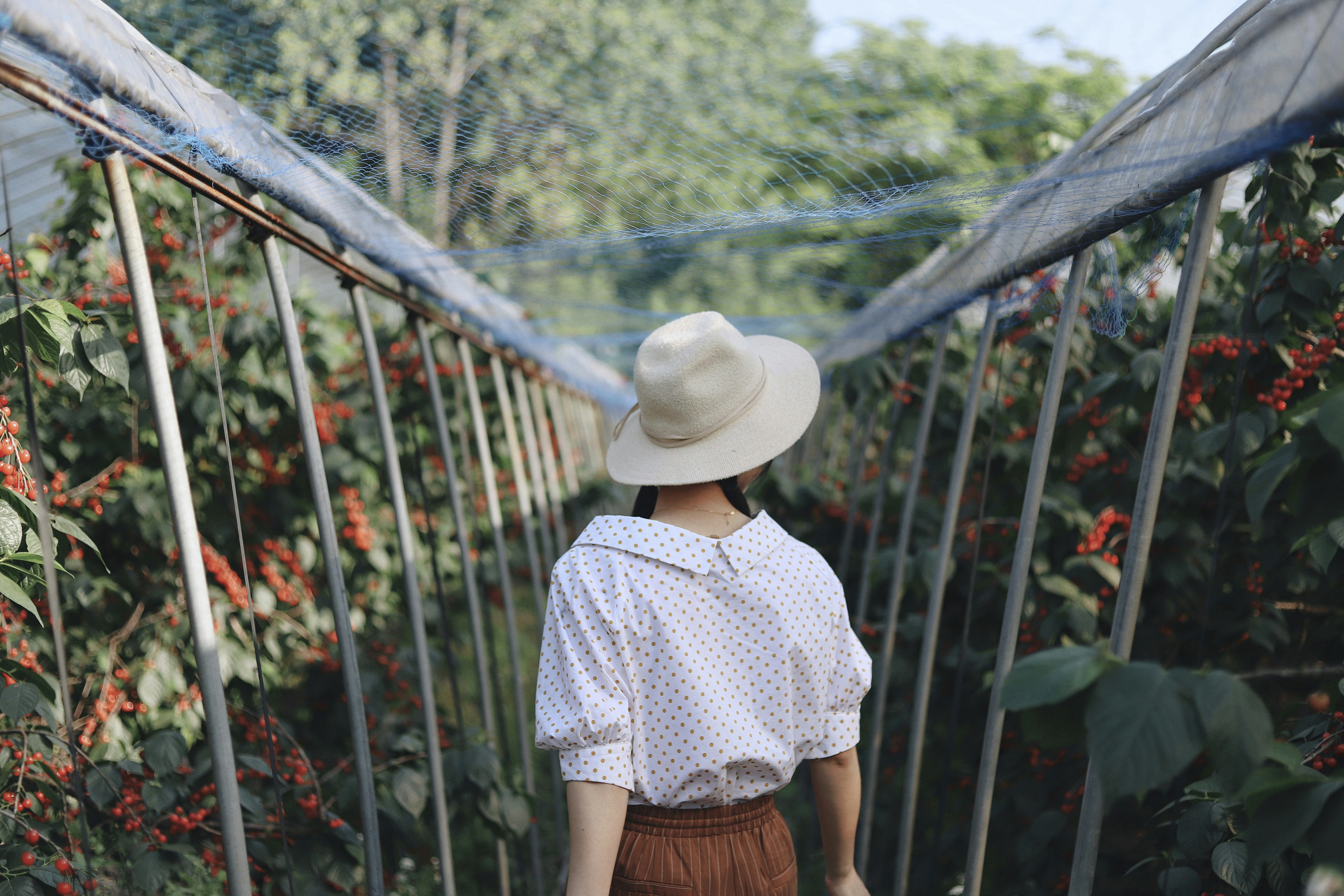 Woman Walking in Cherry Orchard