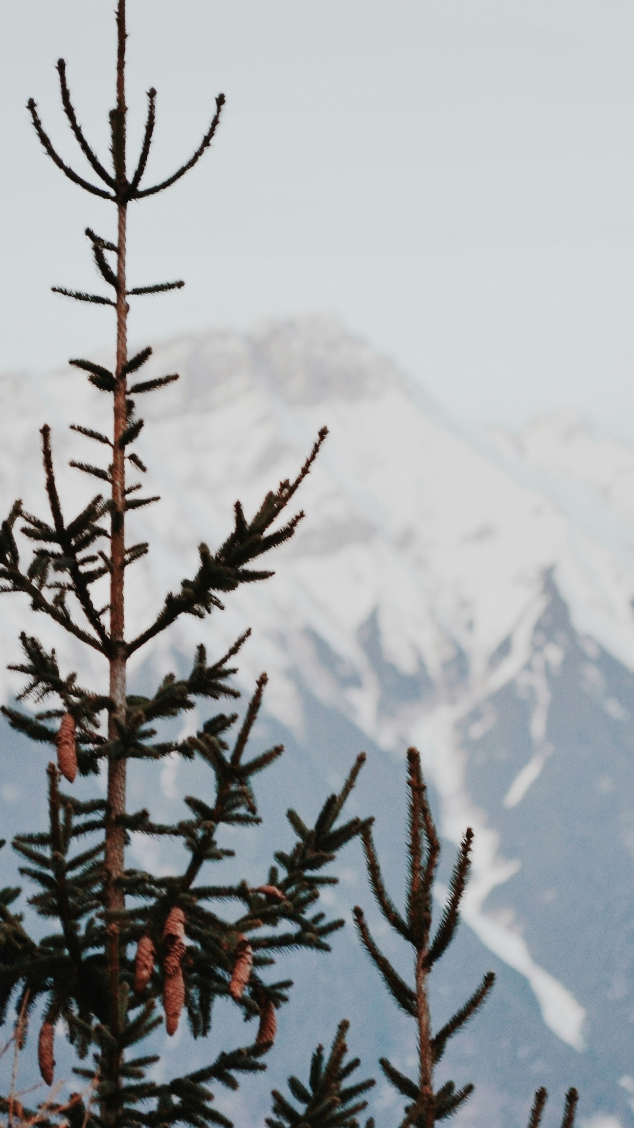 Pine Trees Before Snowy Mountains