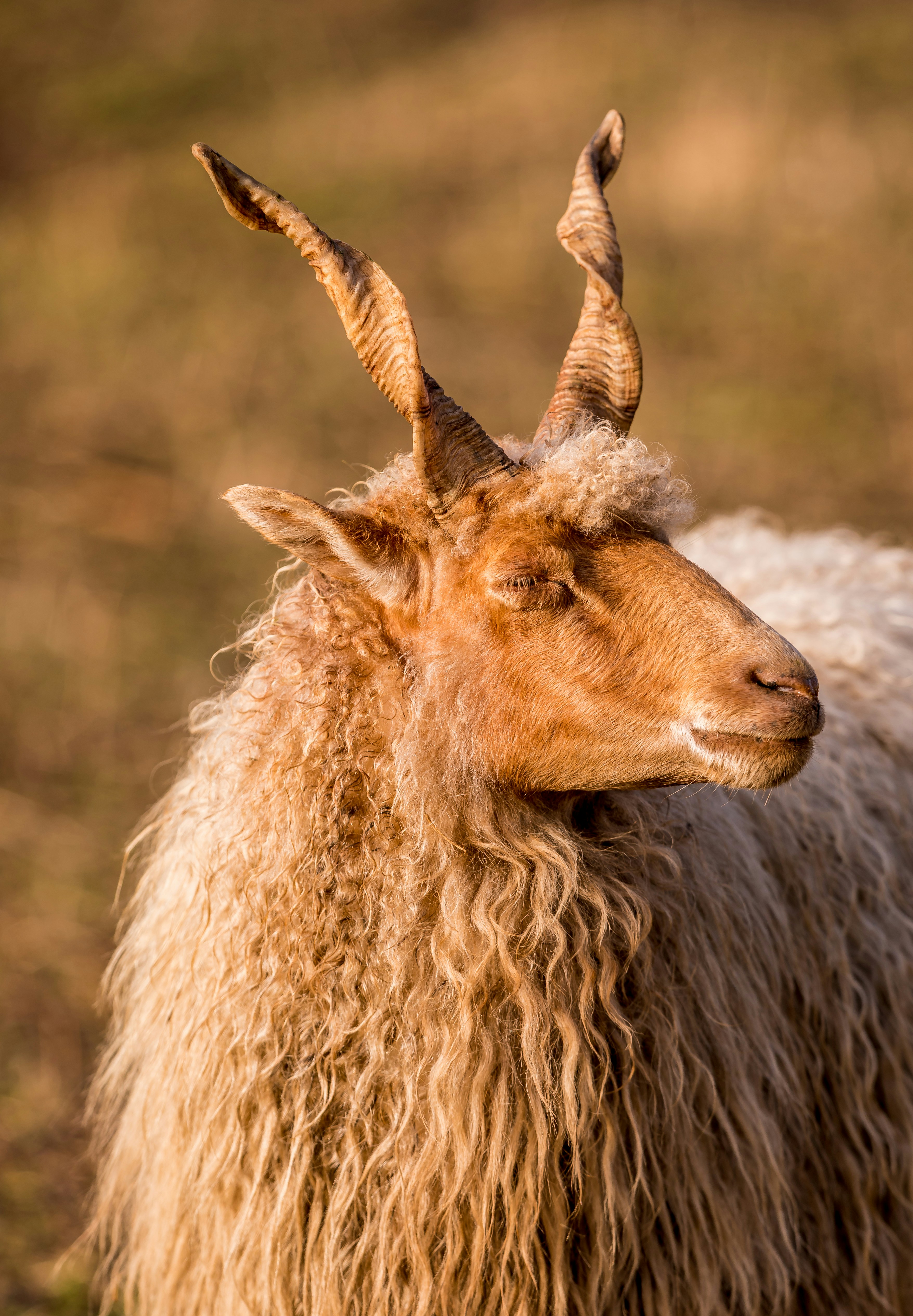 Close-up of a Horned Sheep