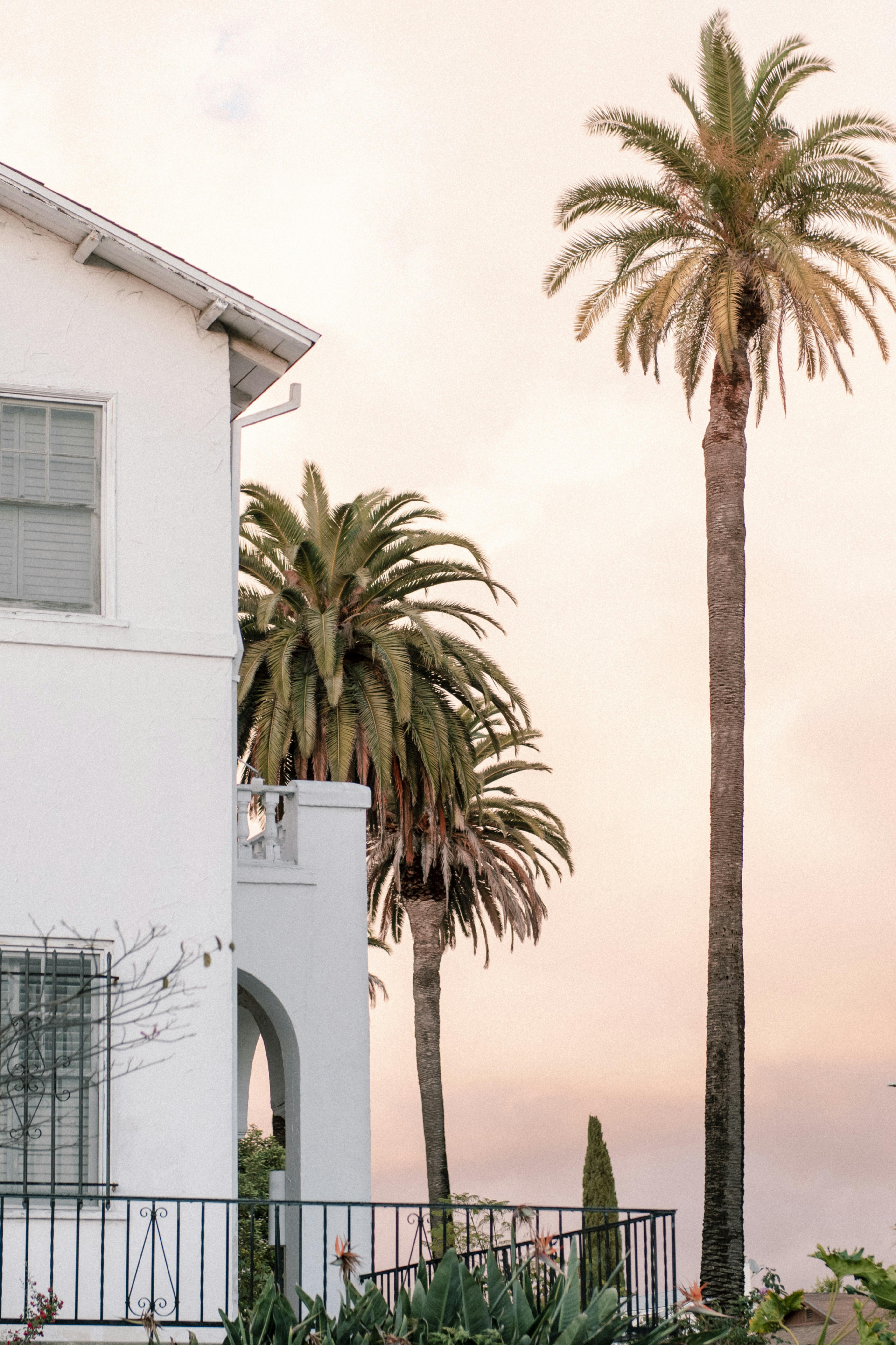 White House And Palm Trees At Sunset