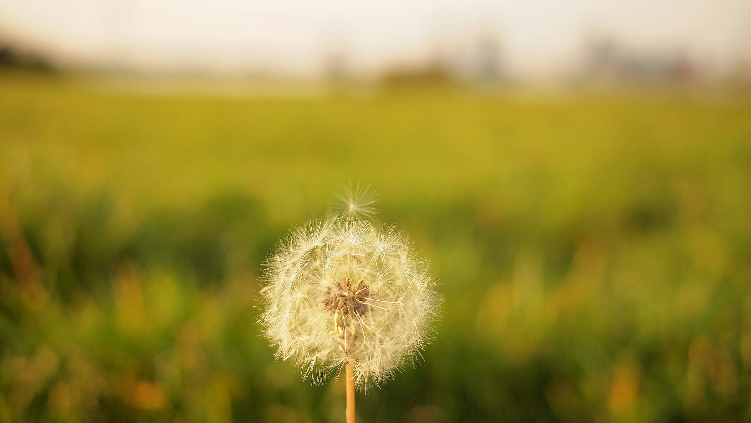 Dandelion in Open Grass Field