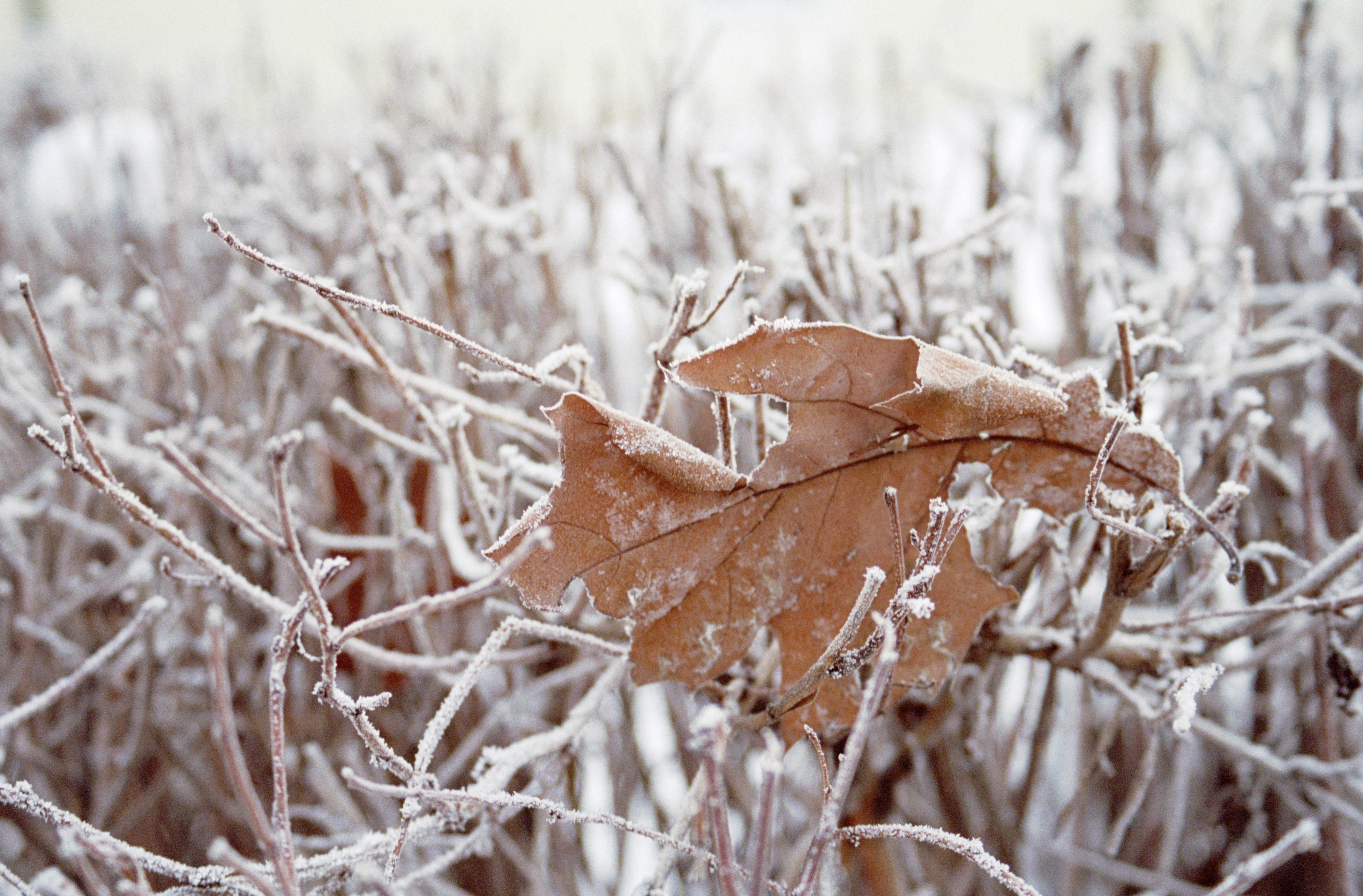 Frost-Covered Dried Leaf on Branches
