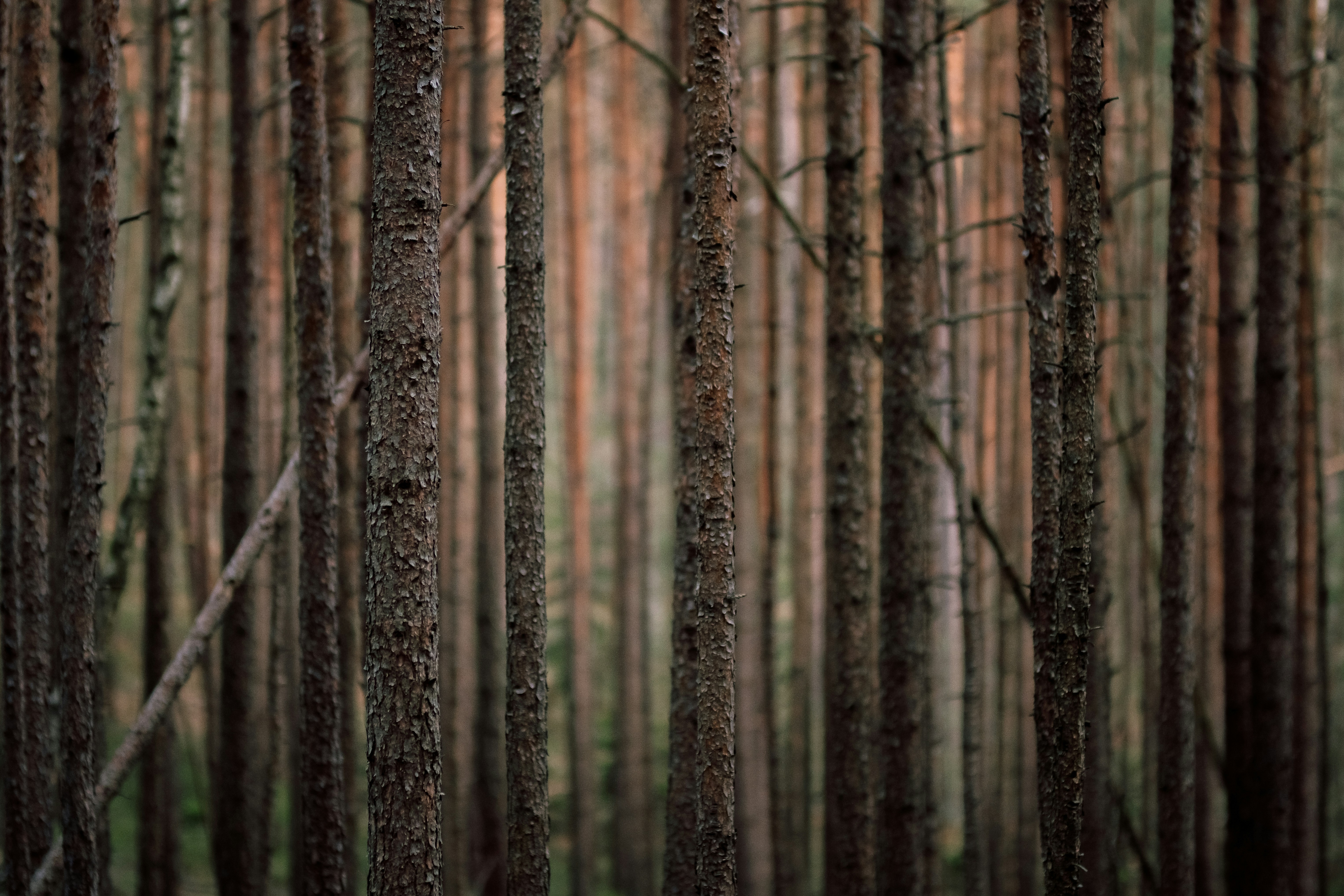 Dense Pine Tree Trunks in Forest