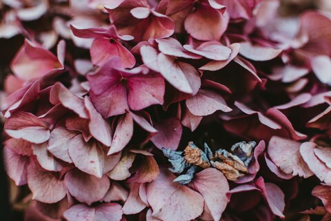 Close Up of Dried Pink Hydrangea