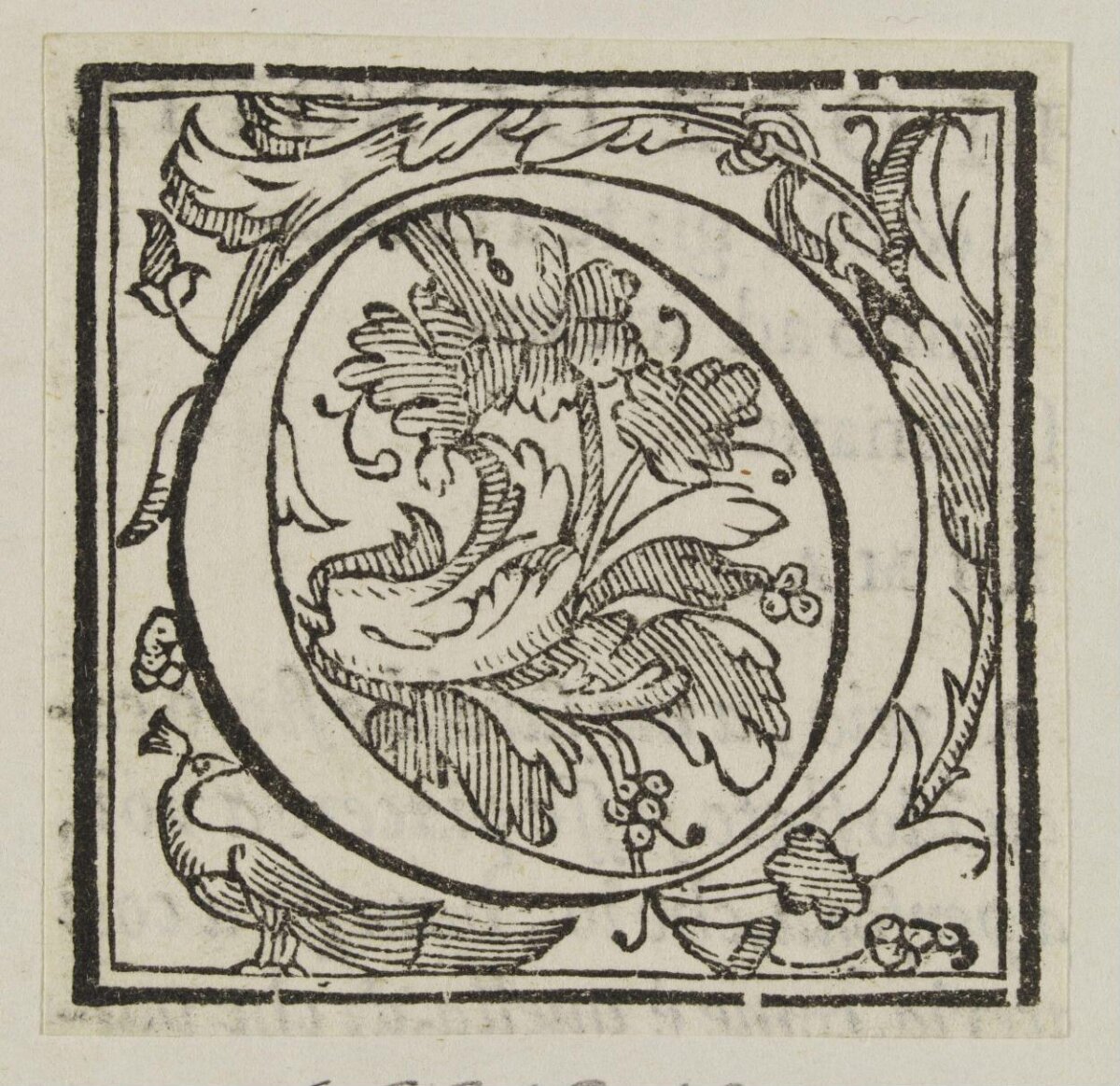 Decorated Initial C Woodcut Print