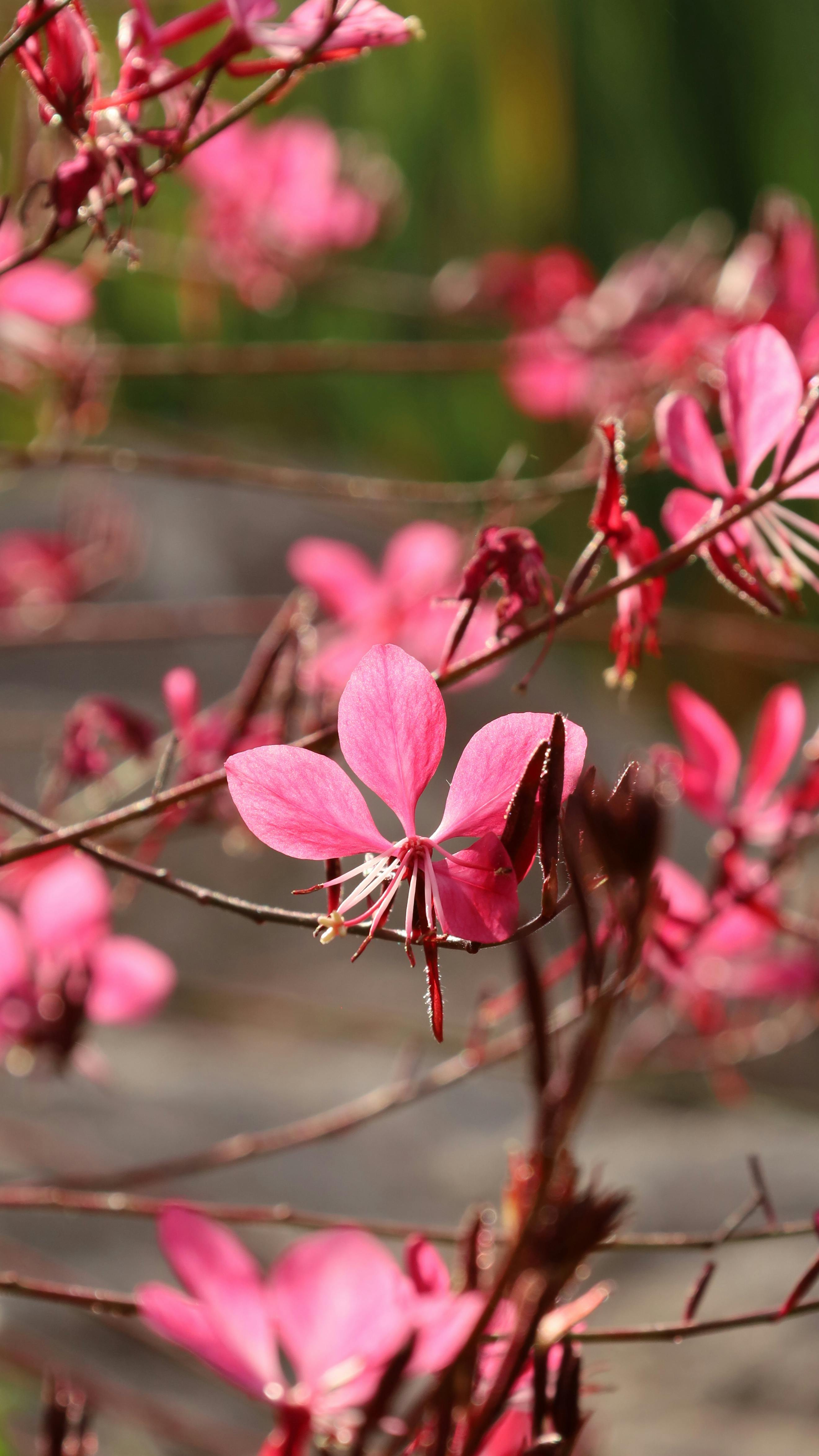 Pink Gaura Flowers in Sunlight