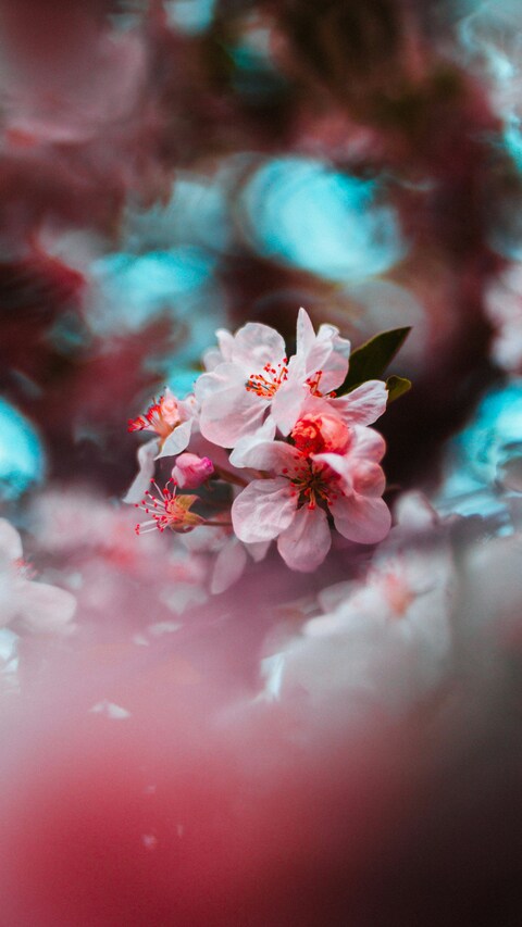 Blooming Pink Cherry Blossoms