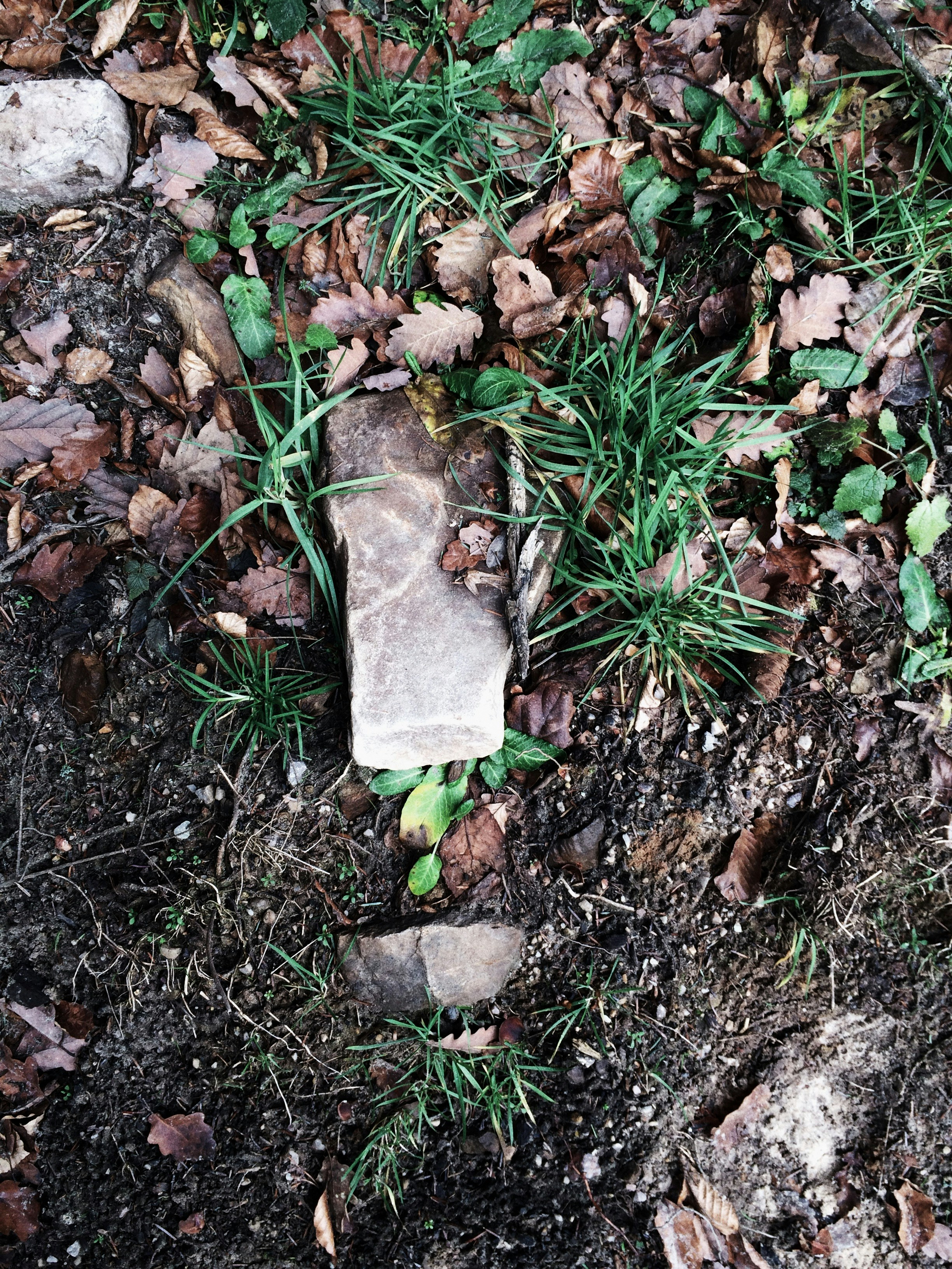Stone Number 1 on Forest Floor