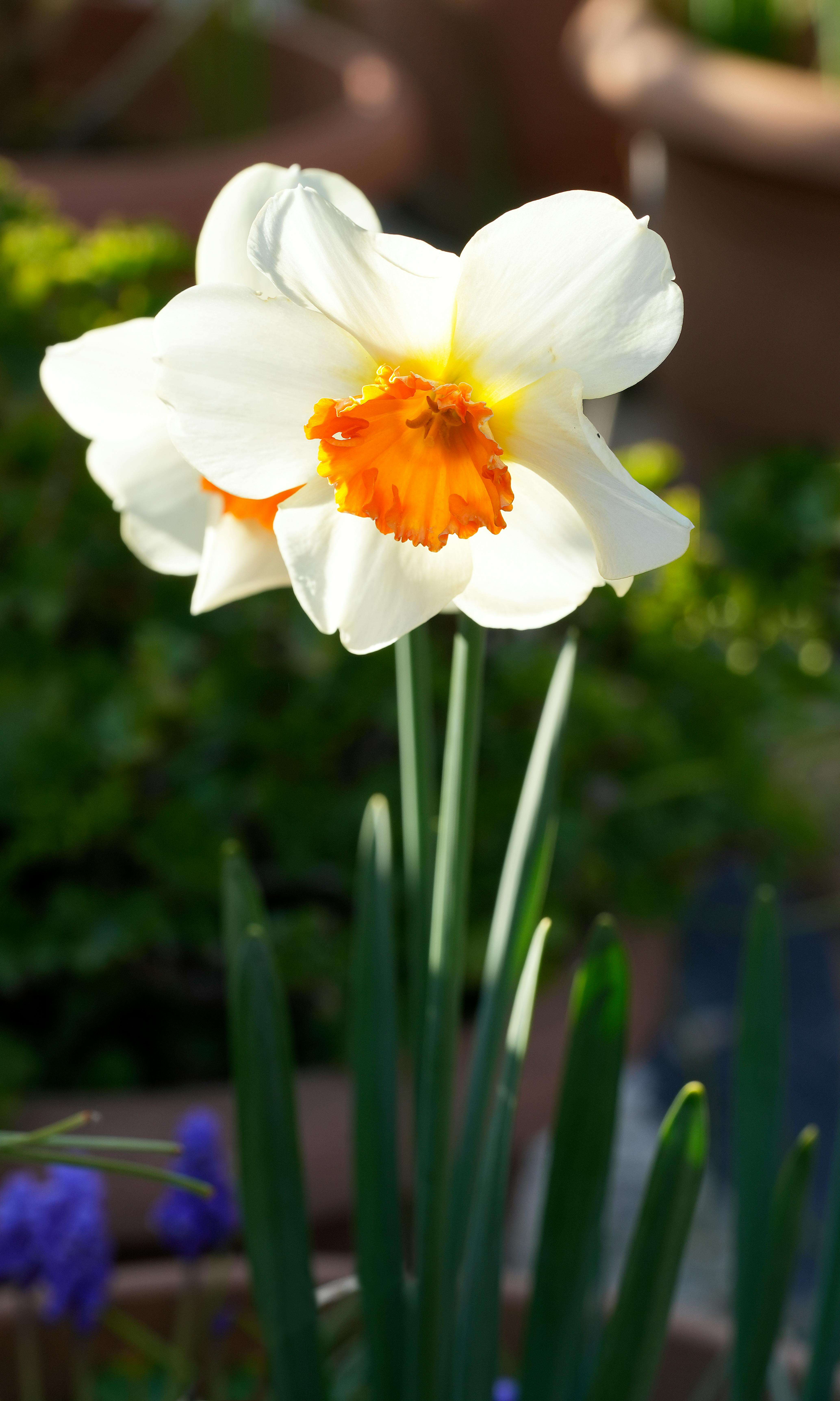 Sunlit White and Orange Daffodils