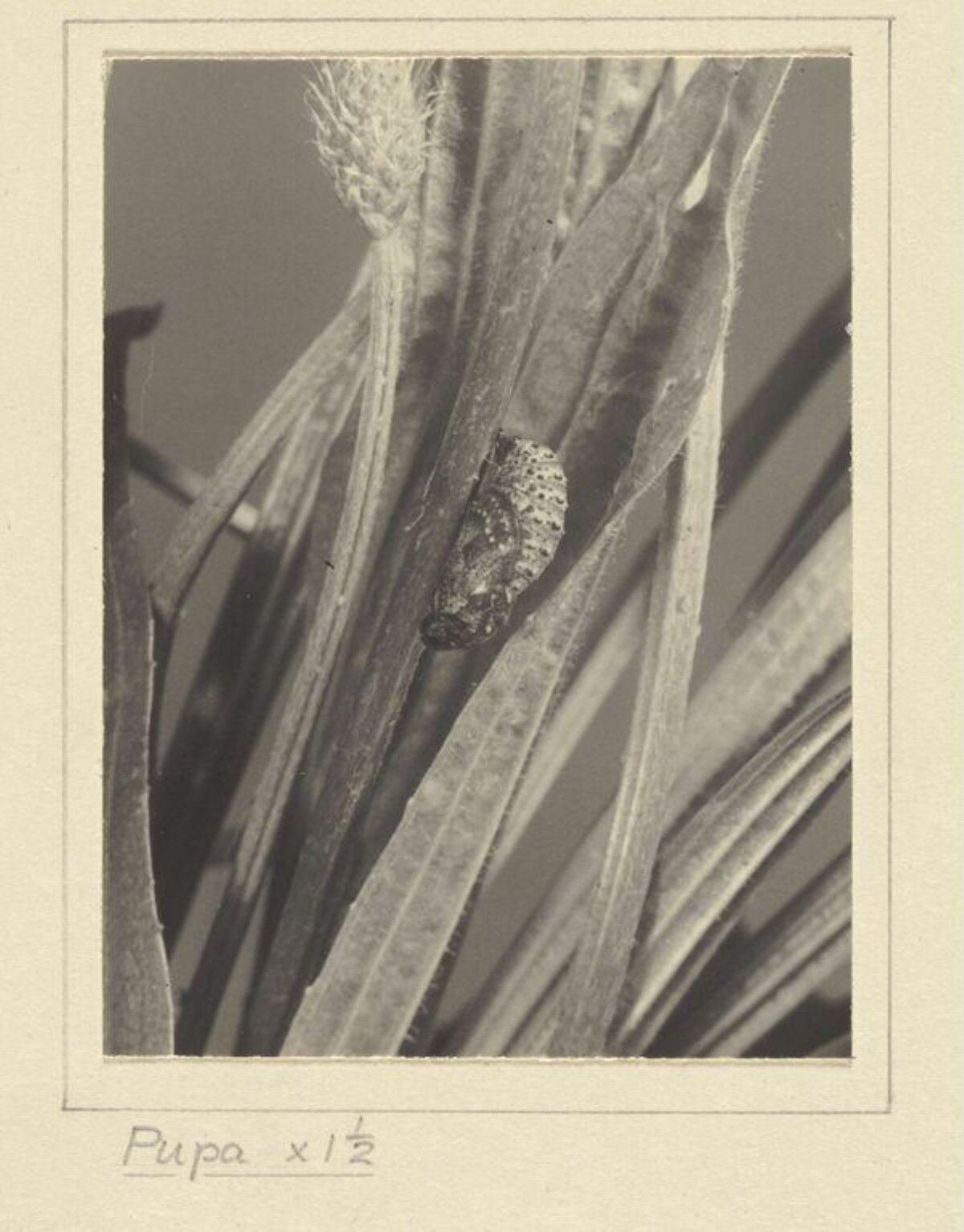 Insect Pupa on Plant Leaf