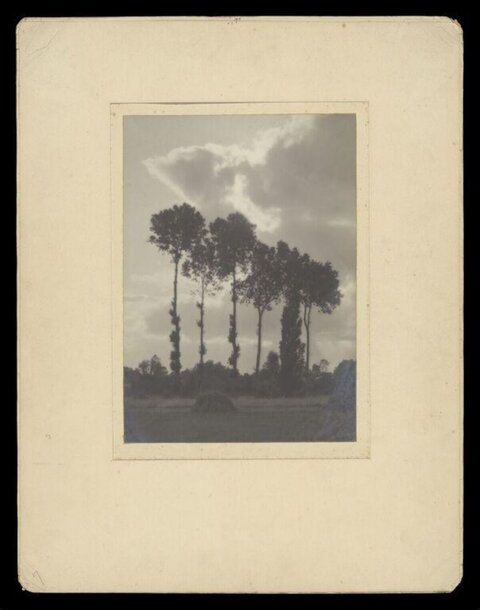 Silhouetted Trees Under Cloudy Sky