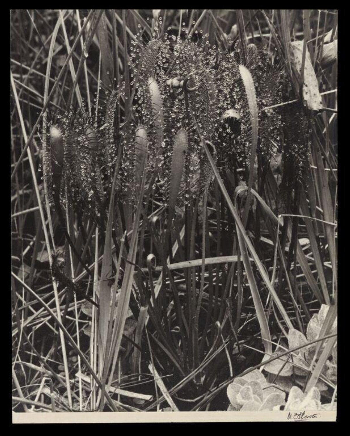 Black and White Sundew Close-up
